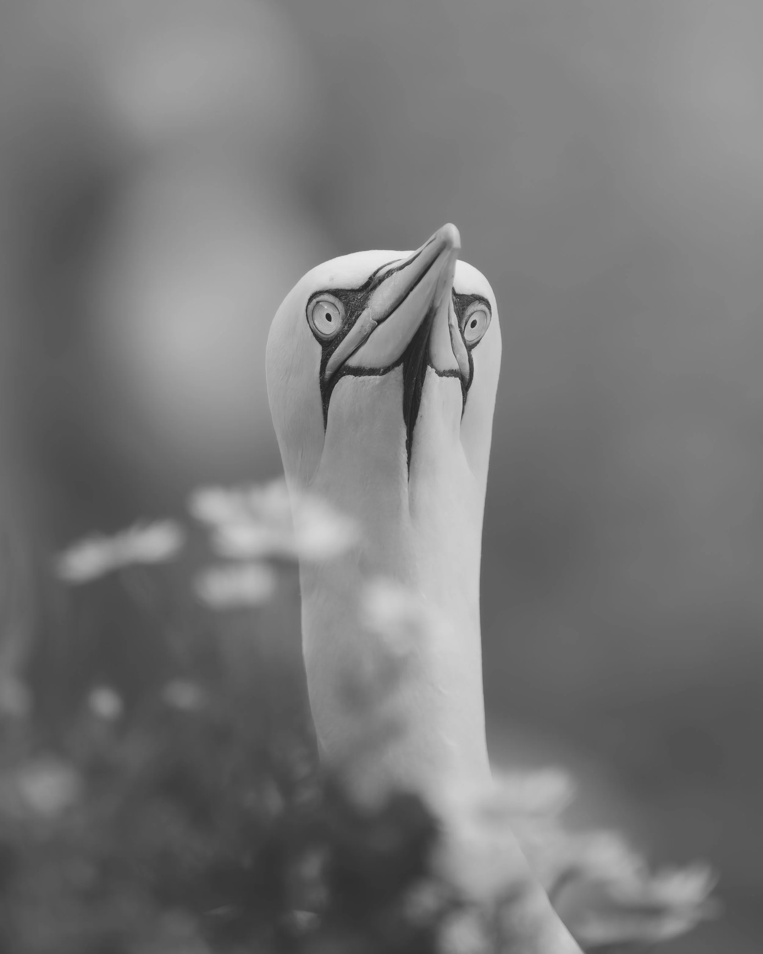 Close-up of a Northern Gannets face with a black and white filter, showing its beak, eyes, and head against a blurred background.