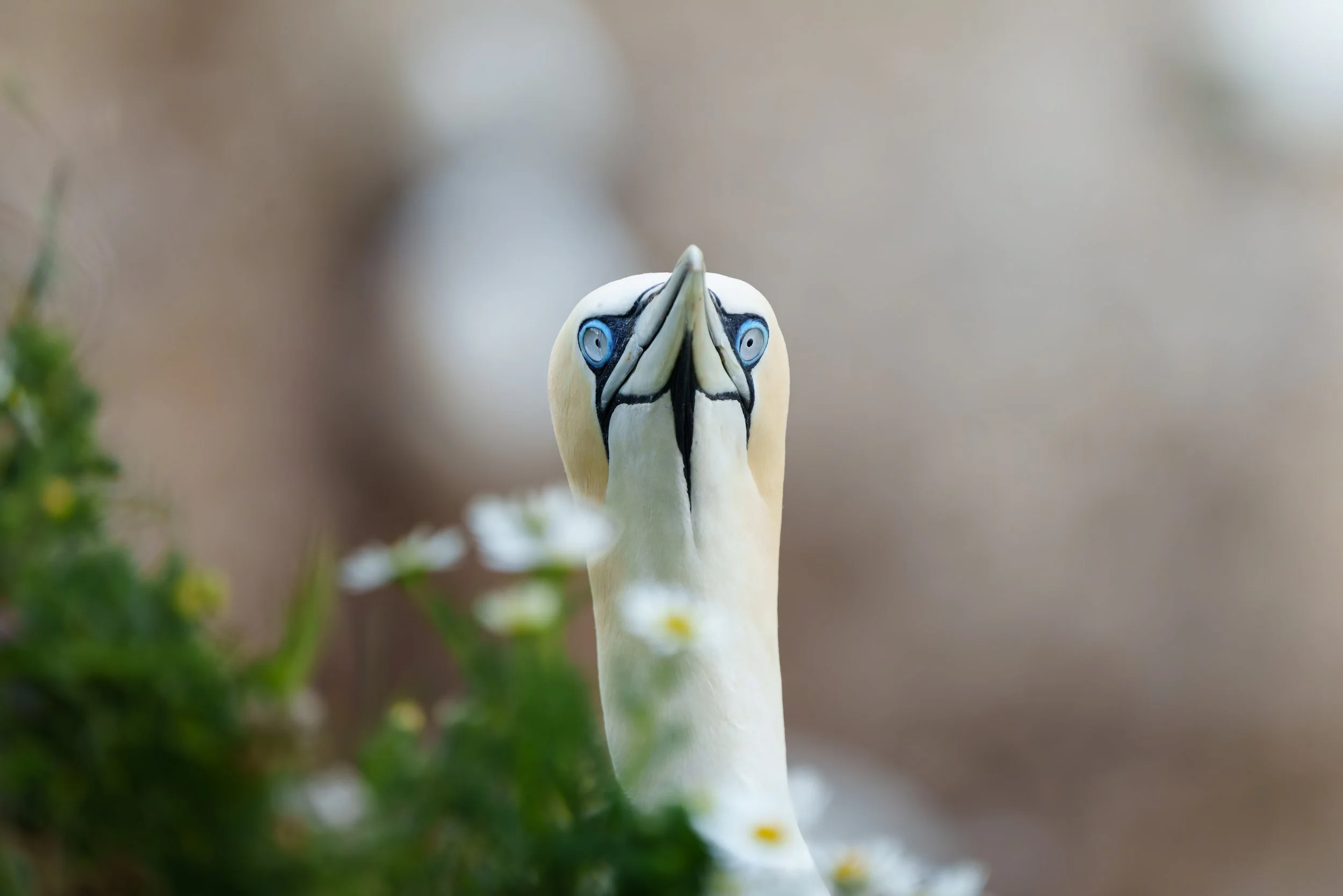 A close-up of a libo, a type of seabird, with a white face, black markings near its bright blue eyes, and a long, pale beak pointed upward. The background is blurred with soft earthy tones, and there are some green plants and small white flowers in t