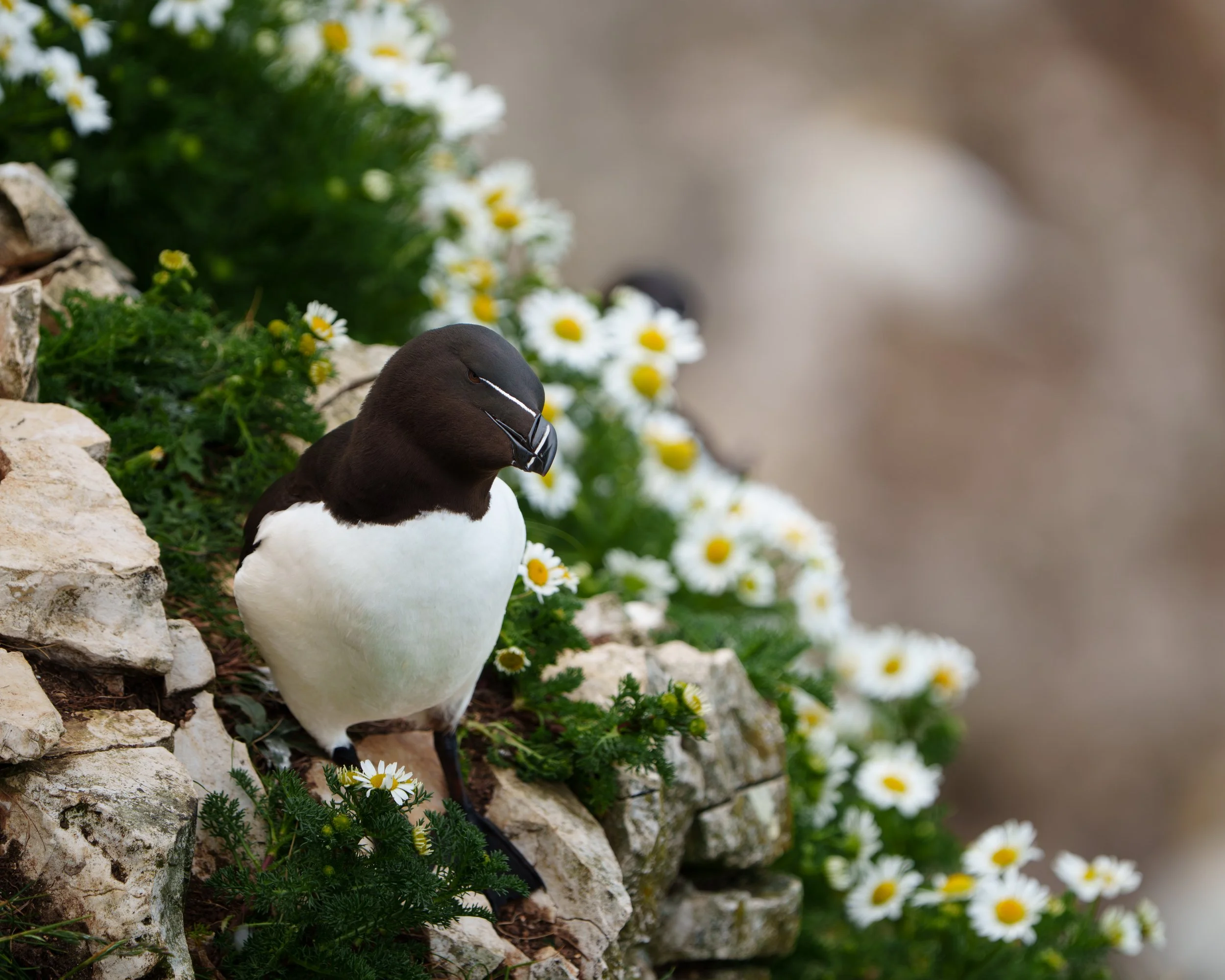 A Razorbill sitting among white daisies with yellow centers on a rocky surface. Location RSPB Bempton Cliffs.