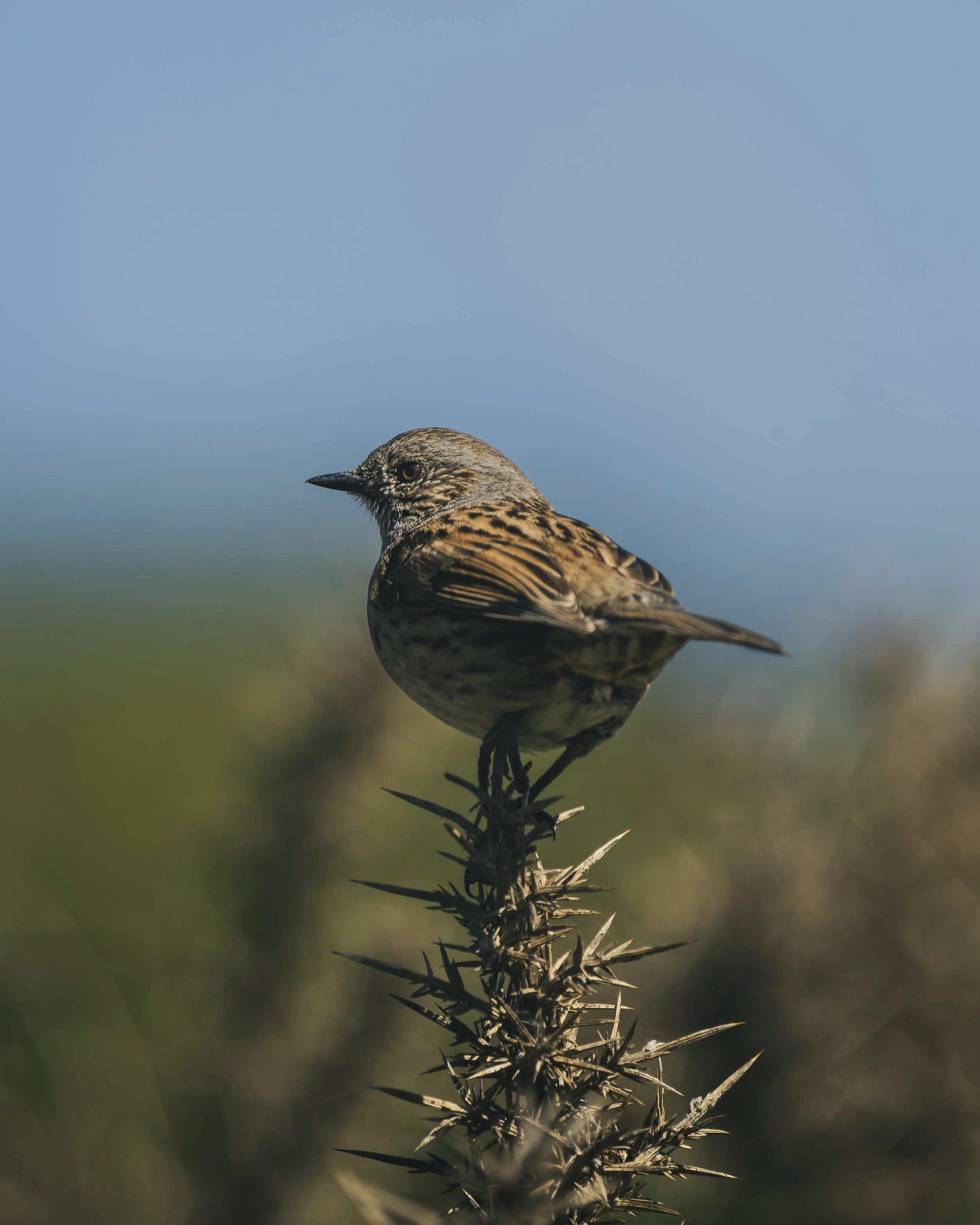 A small brown bird perched on a spiky plant against a blue sky.