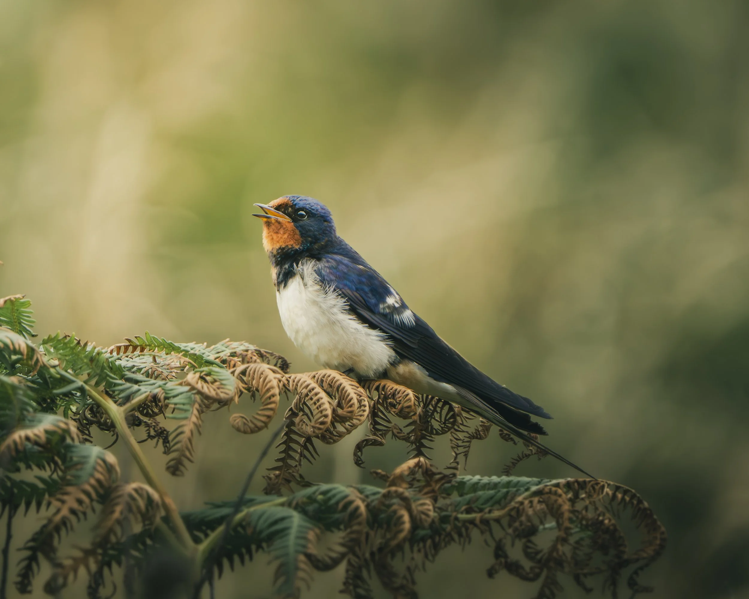 A colorful bird perched on fern leaves, singing with its beak open, in a natural outdoor setting.