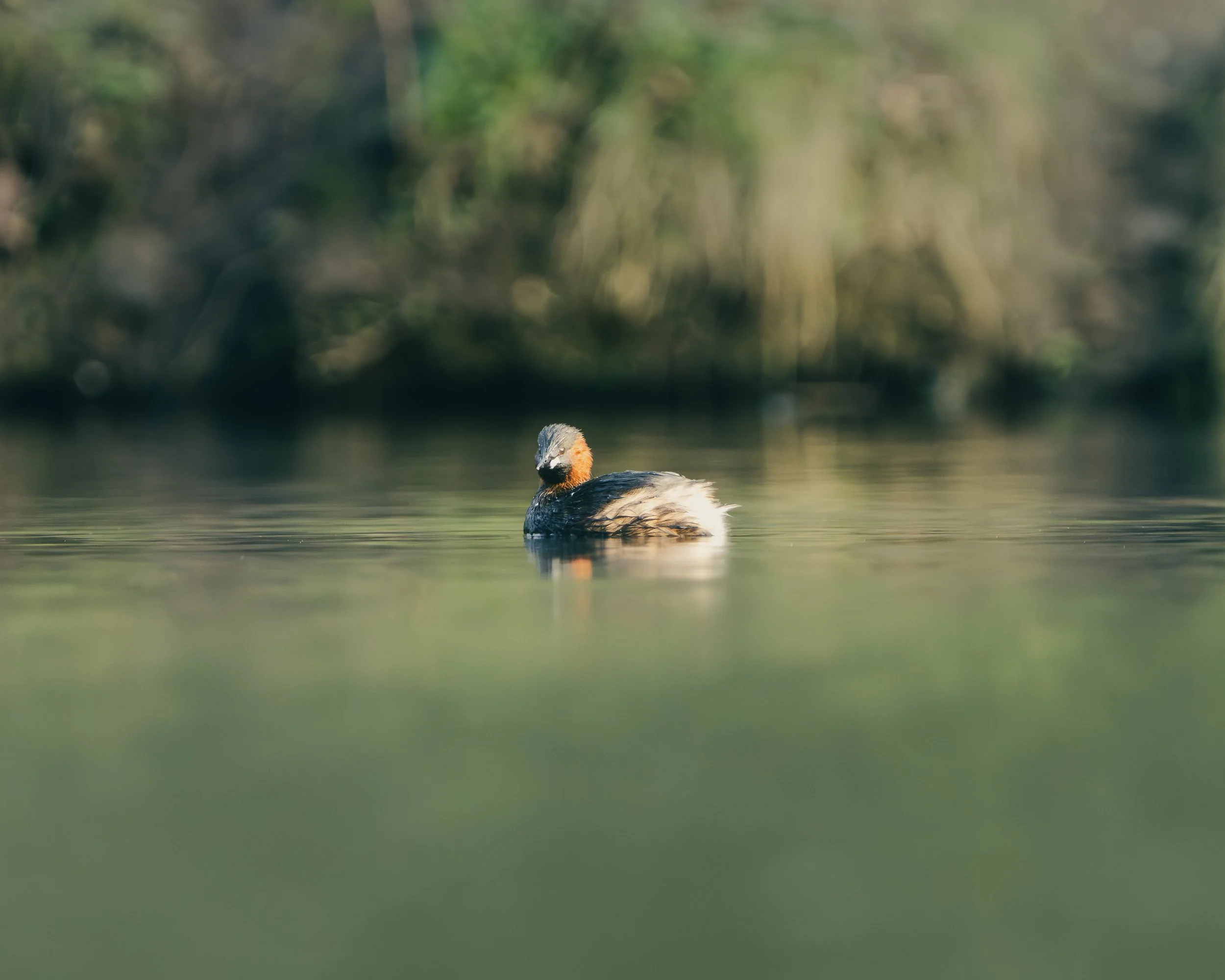 A small duck swimming in a calm body of water with blurred green and brown foliage in the background.
