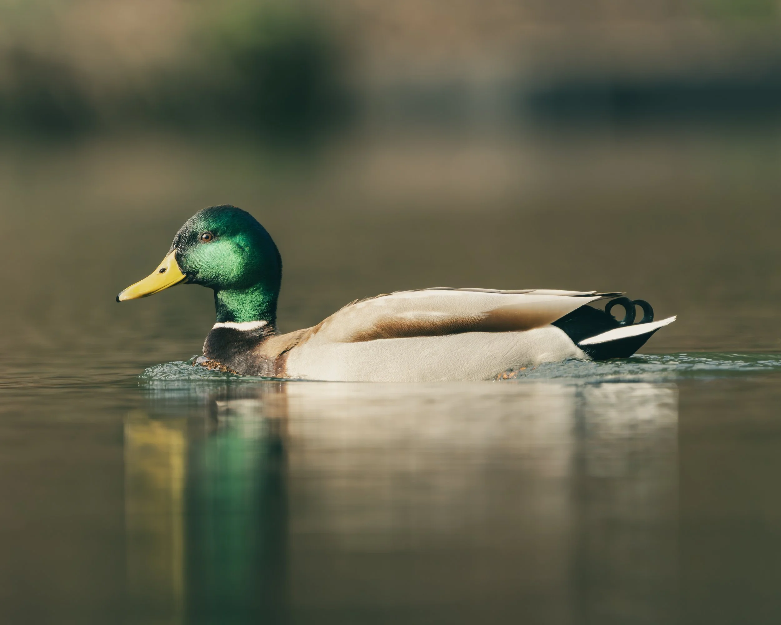 A male mallard duck swimming on calm water with a green head and yellow bill.