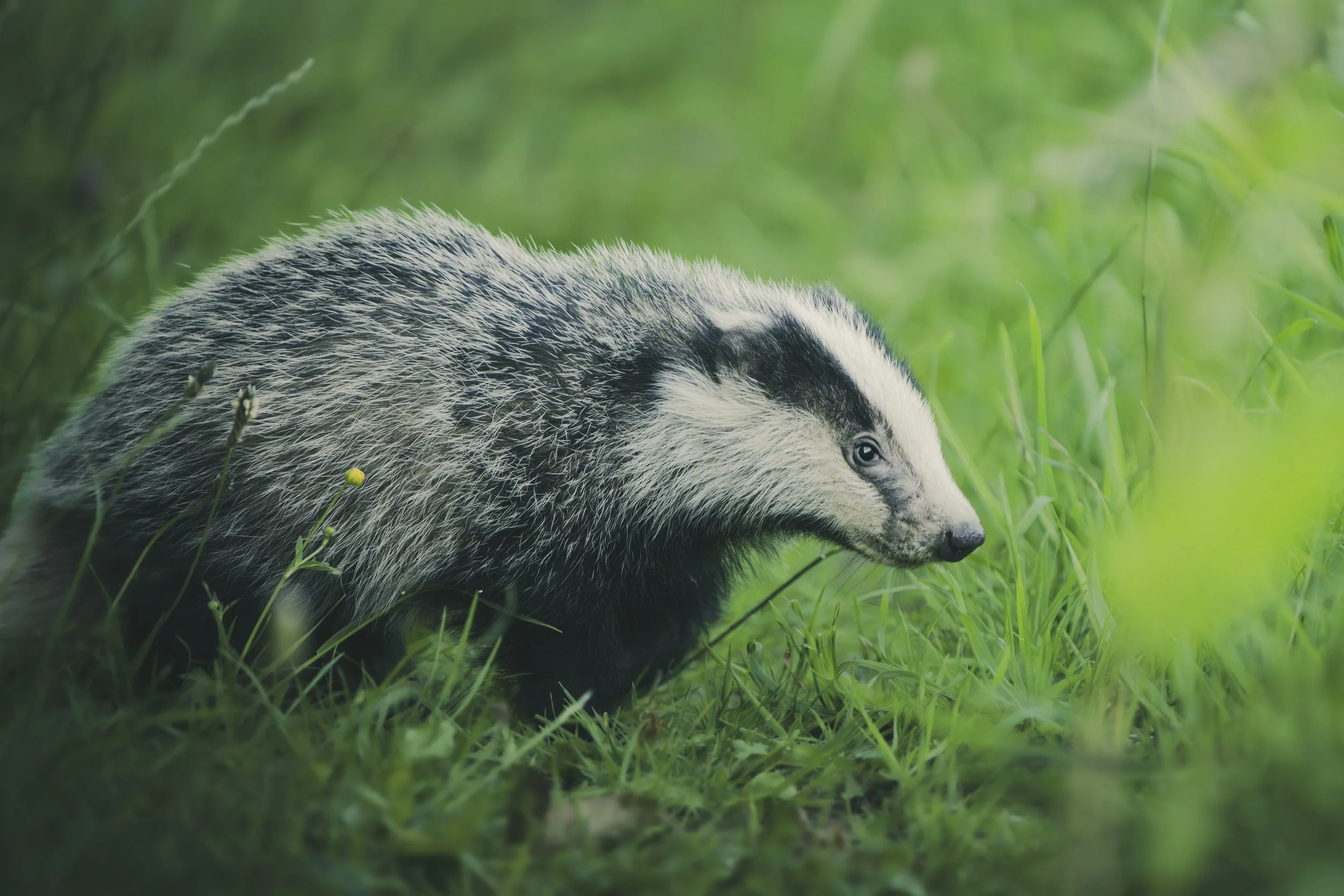 Badgers First Outing - Founders Edition Print