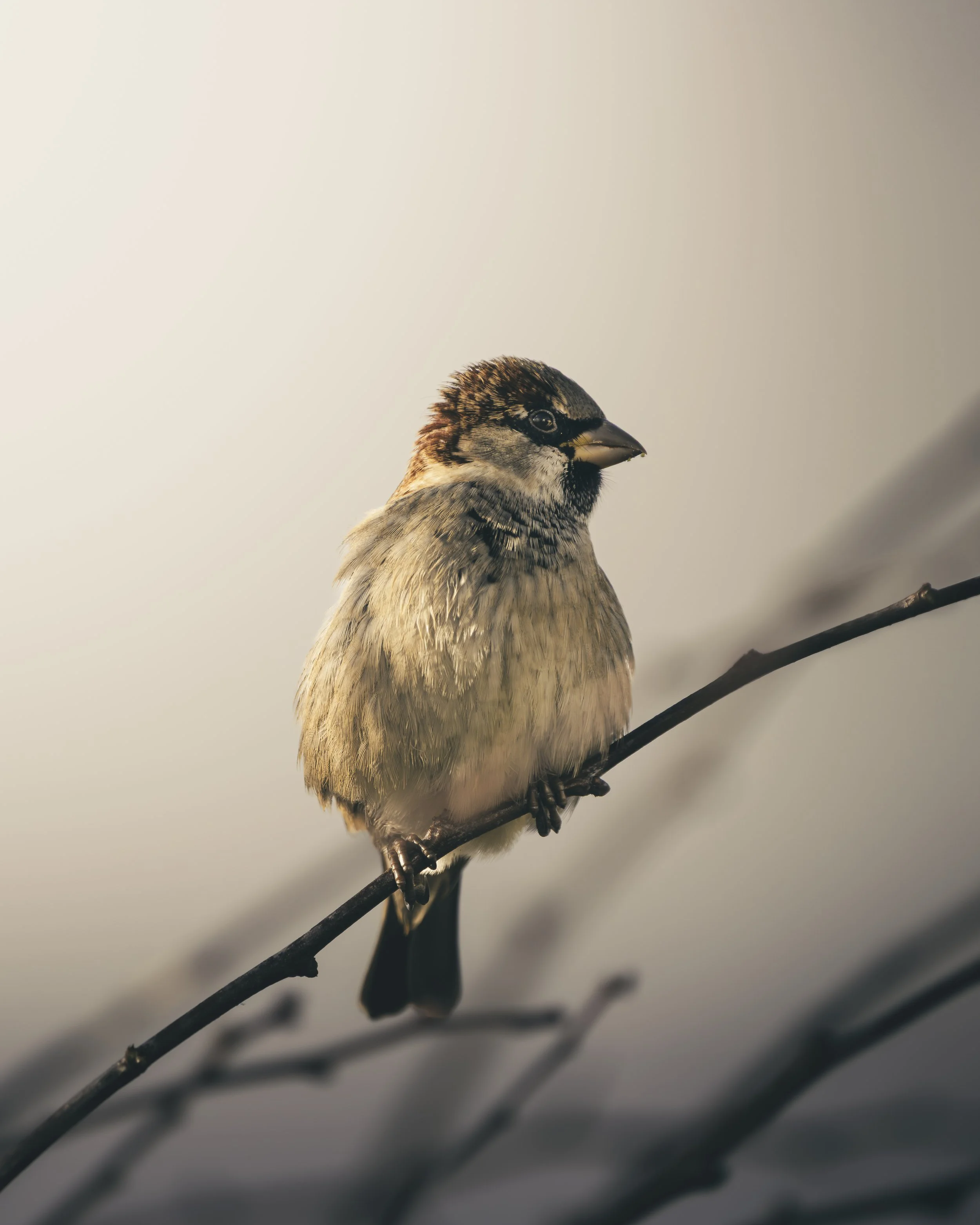 A small bird with brown and gray feathers sitting on a thin branch.