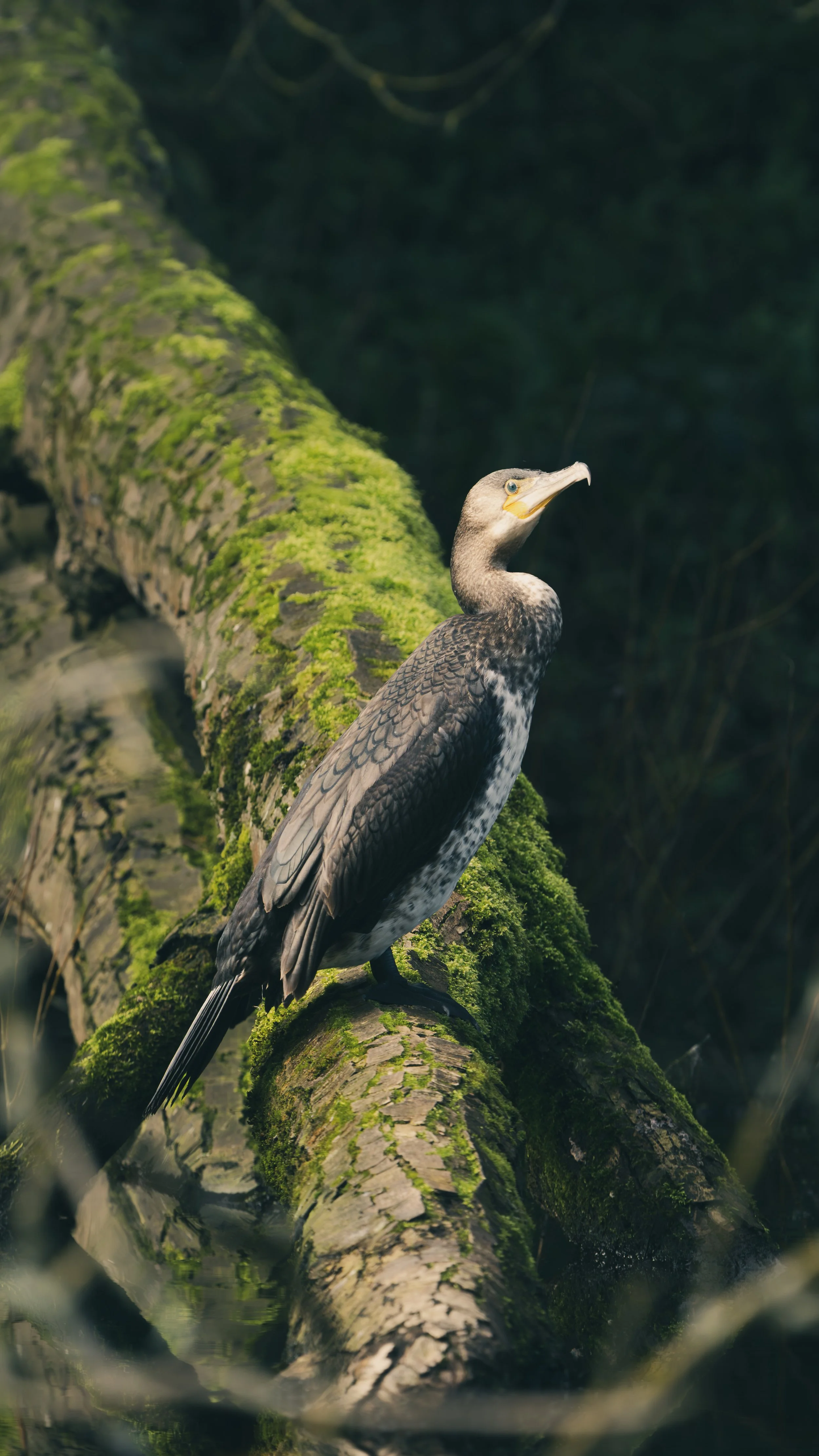 A bird with dark feathers and a light-colored face perched on a moss-covered log in a forest.