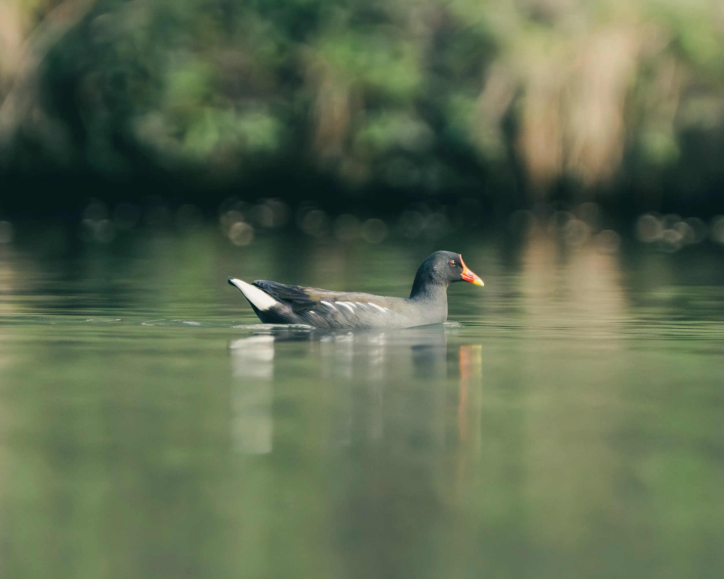 A common shelduck swimming on a calm body of water, with a blurred green forest background.