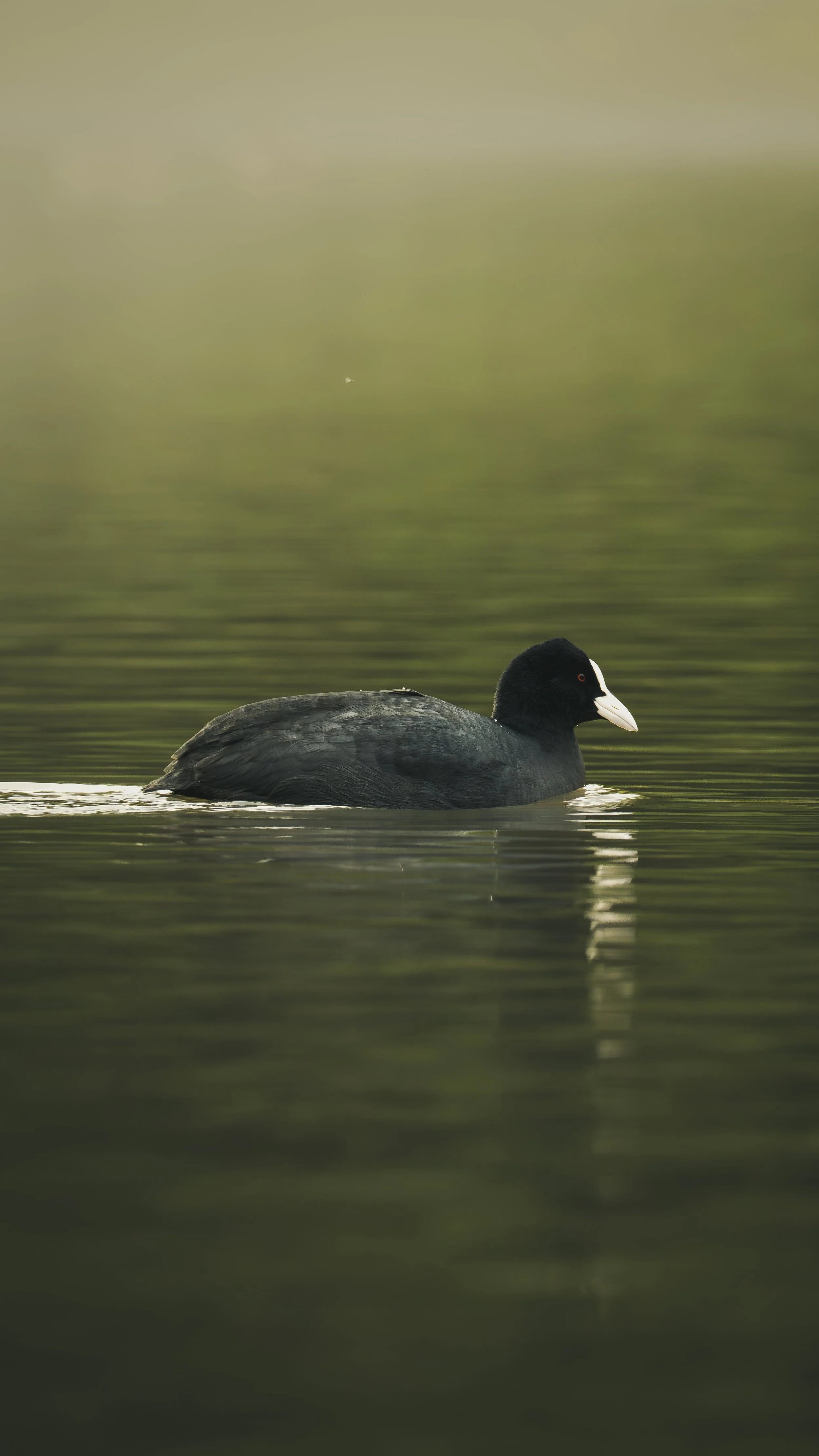 A black American coot swimming on calm water with a blurred green and brown background.