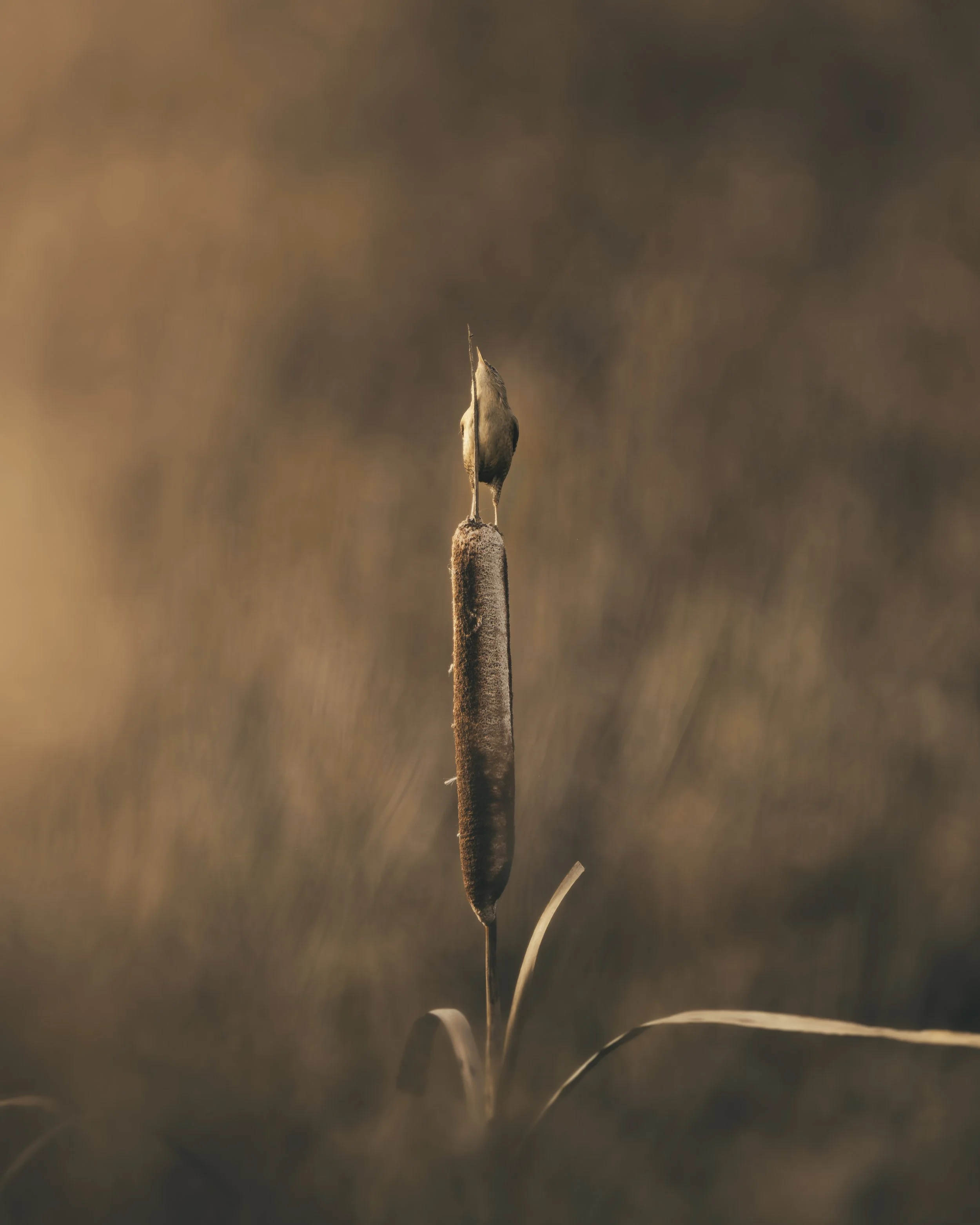 A close-up of a cattail plant with a single brown seed head and a small bird perched on top, set against a blurred, warm-toned background.