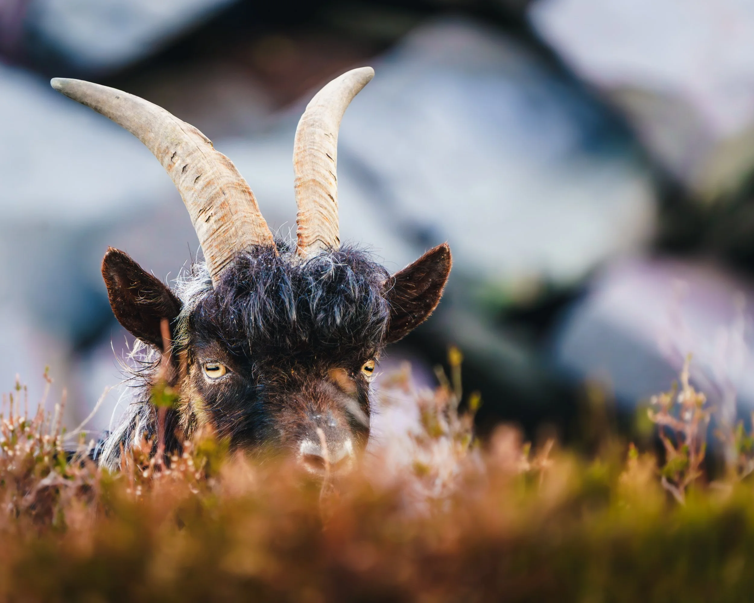 Close-up of a goat's head with prominent horns and long hair, surrounded by blurred foliage in the background.