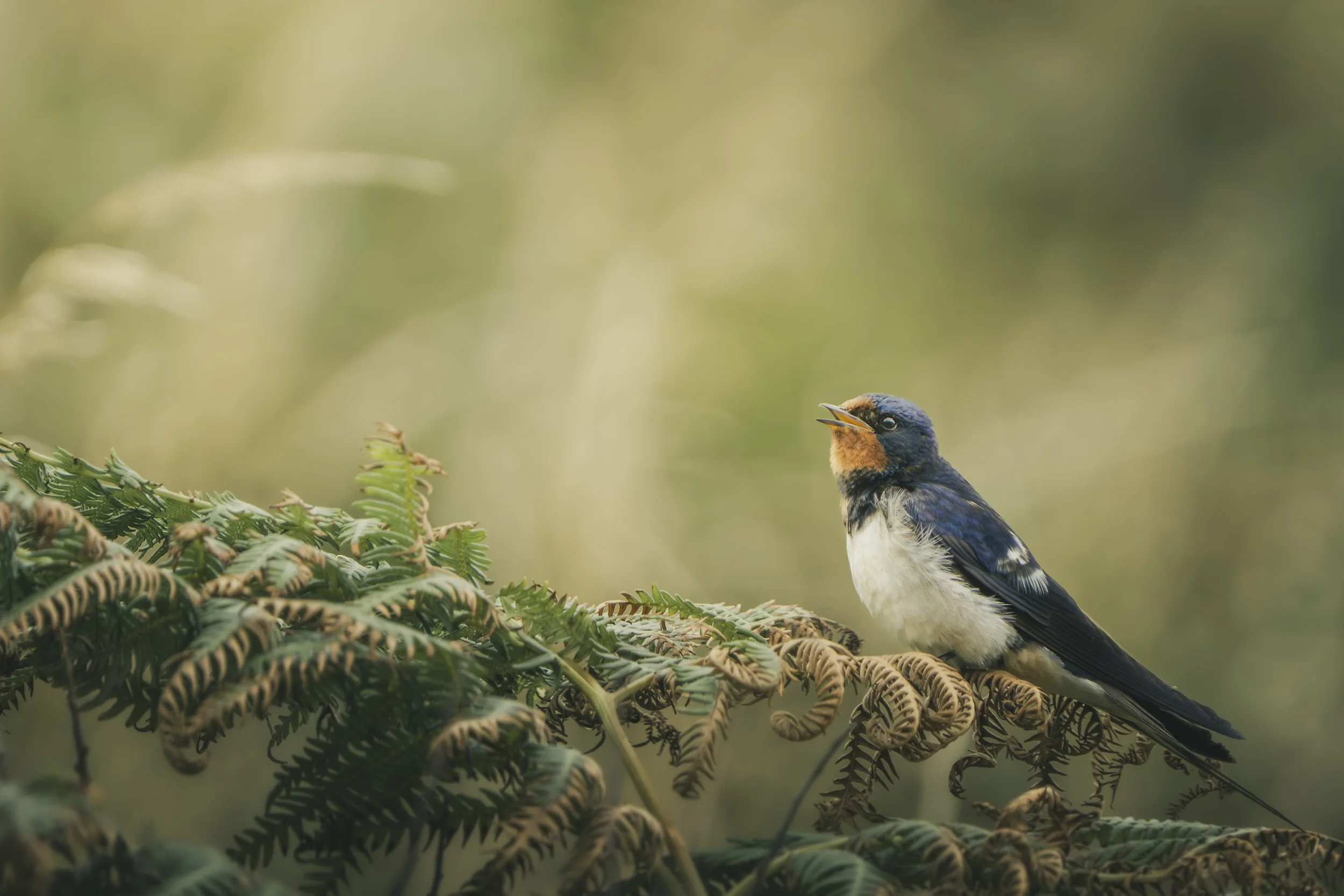Swallows Rest - Open Edition Print