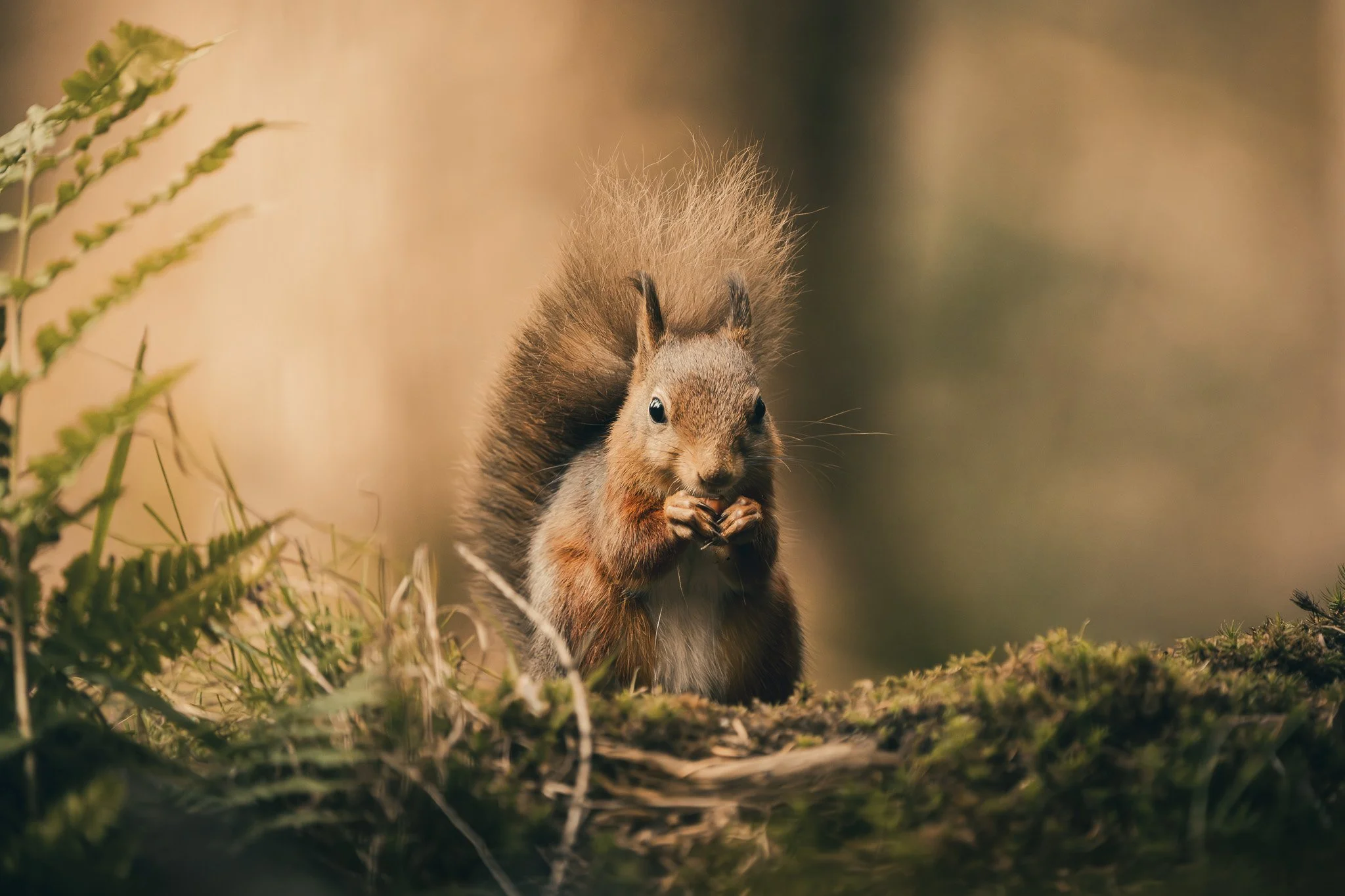 Red Squirrel Retreat - Open Edition Print