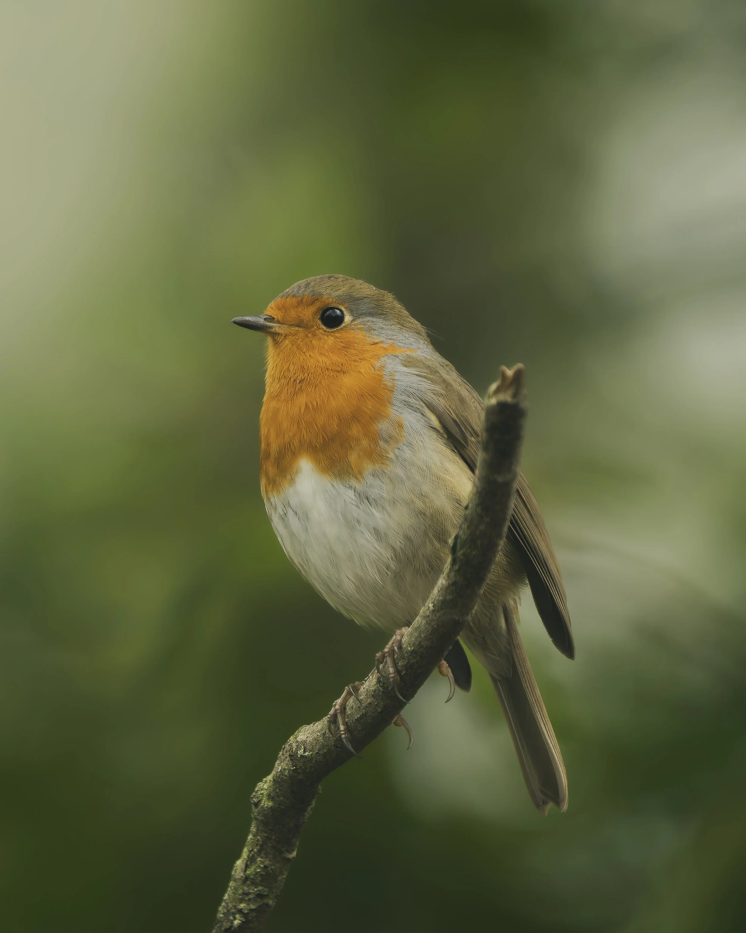 A small bird with an orange face and chest, grayish wings, and a long tail perched on a thin branch against a blurred green background.