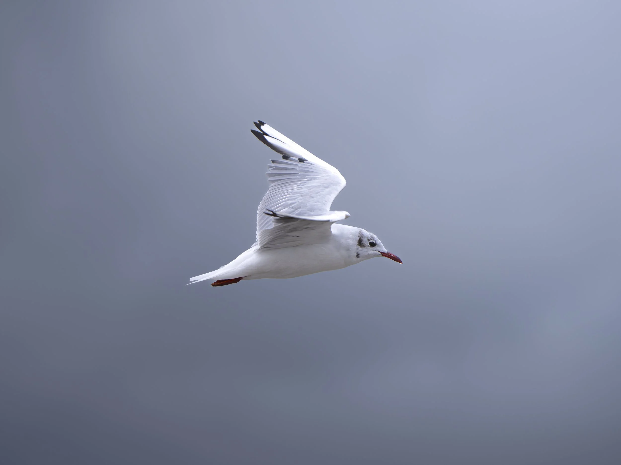 A seagull flying against a cloudy sky.