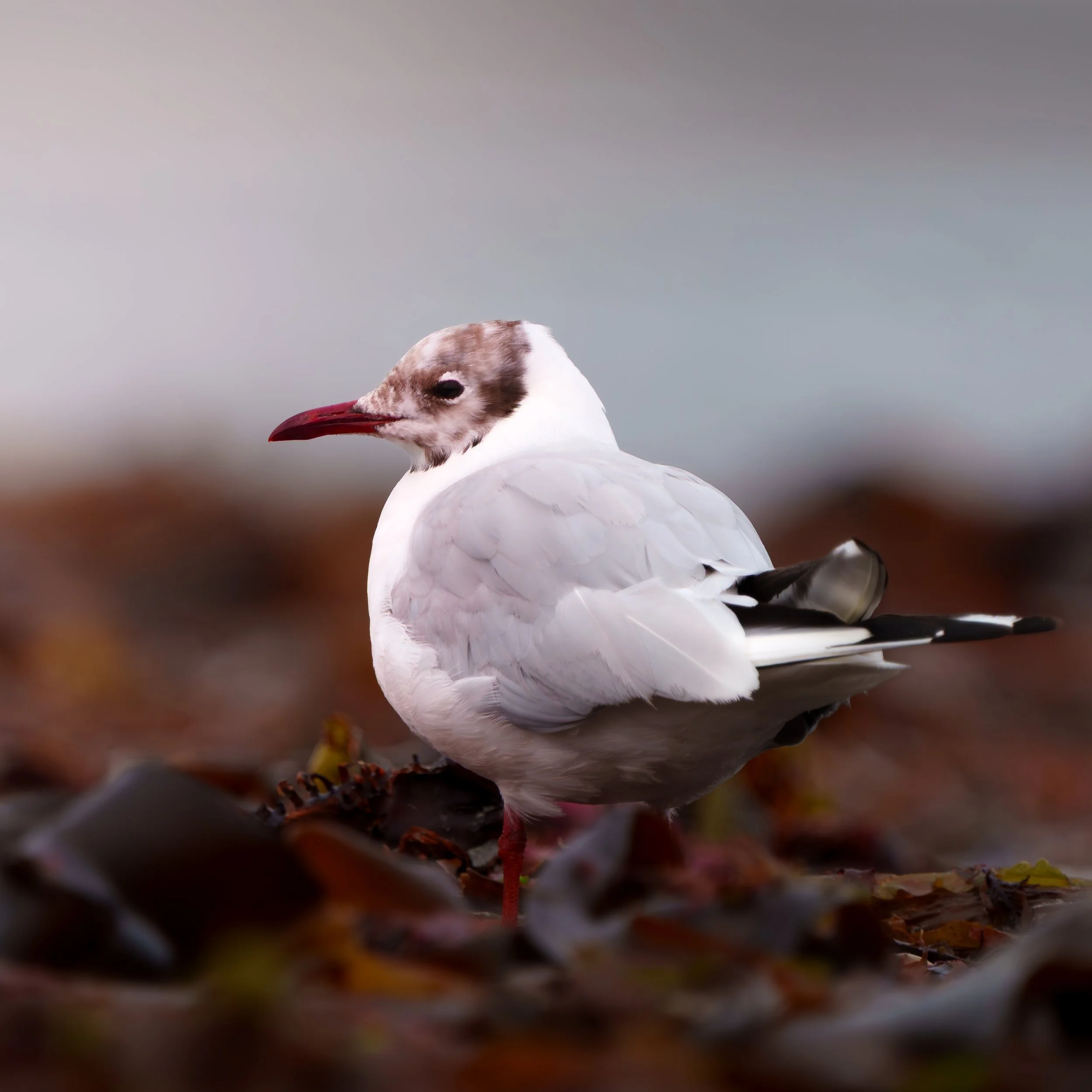 A close-up of a seagull standing on a rocky shoreline with blurred seaweed and rocks in the background.