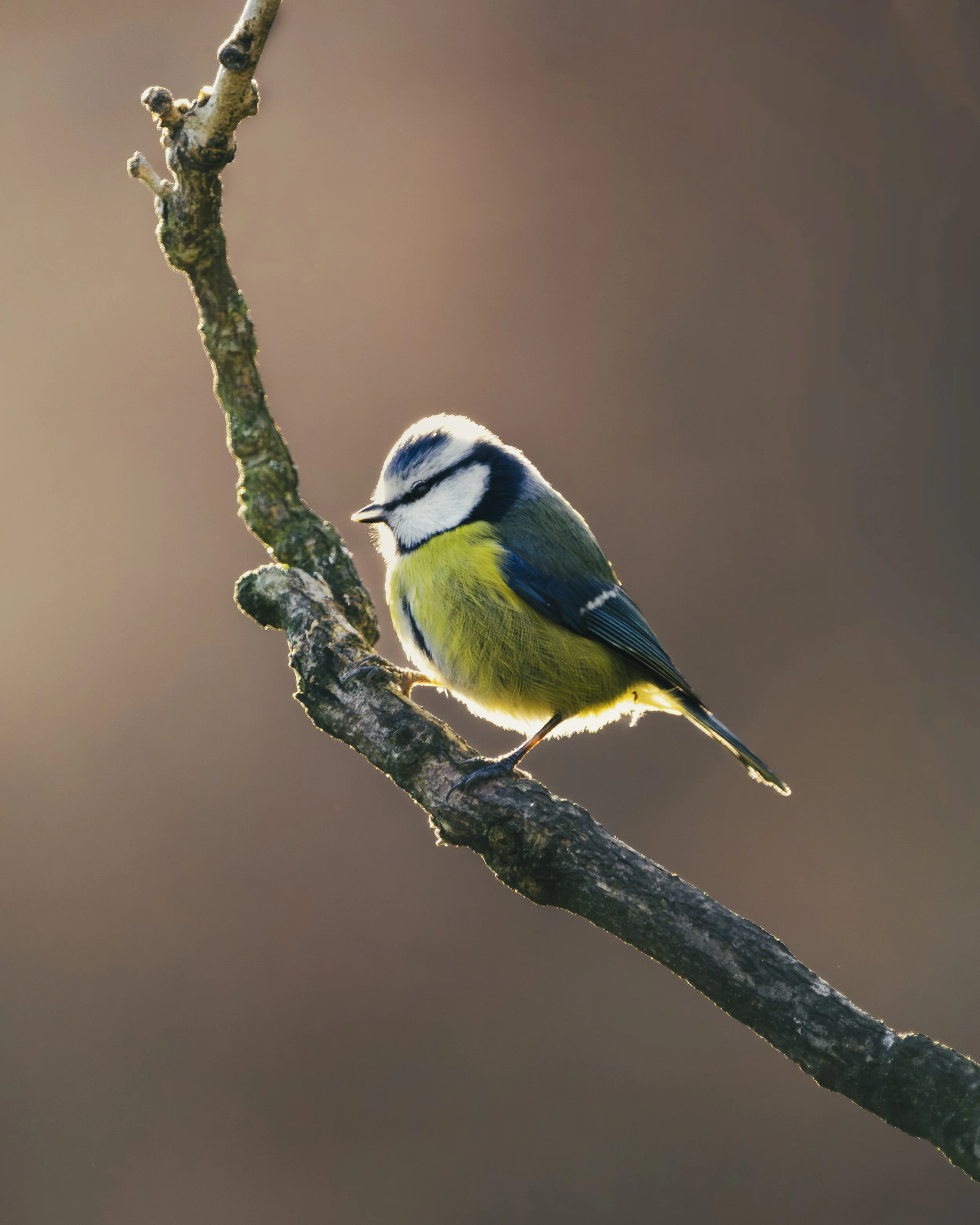 A small bird with a yellow belly, blue wings, and a black and white striped head perched on a thin, curved branch against a blurred brown background.