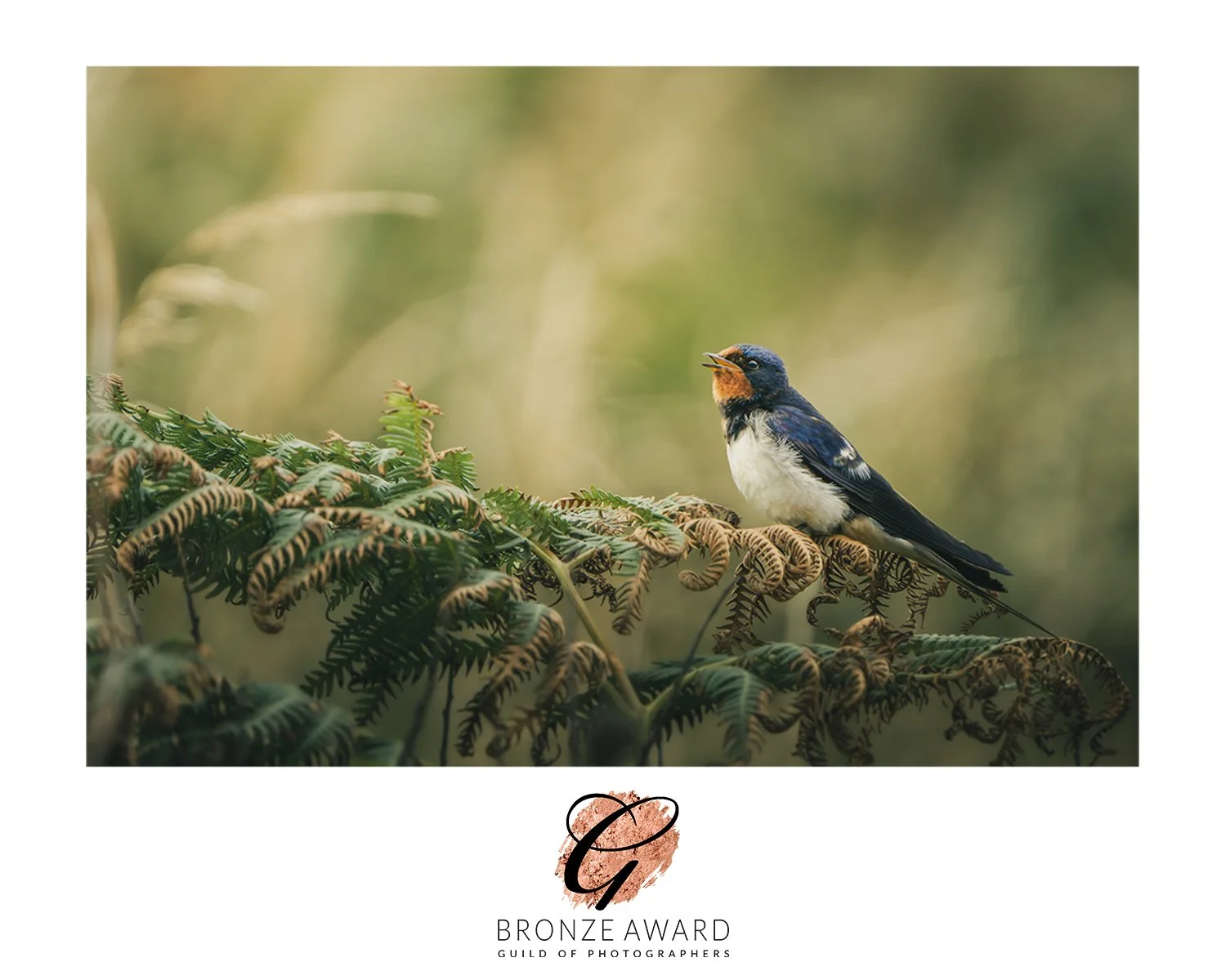 Swallows Rest - Bronze Award.jpg