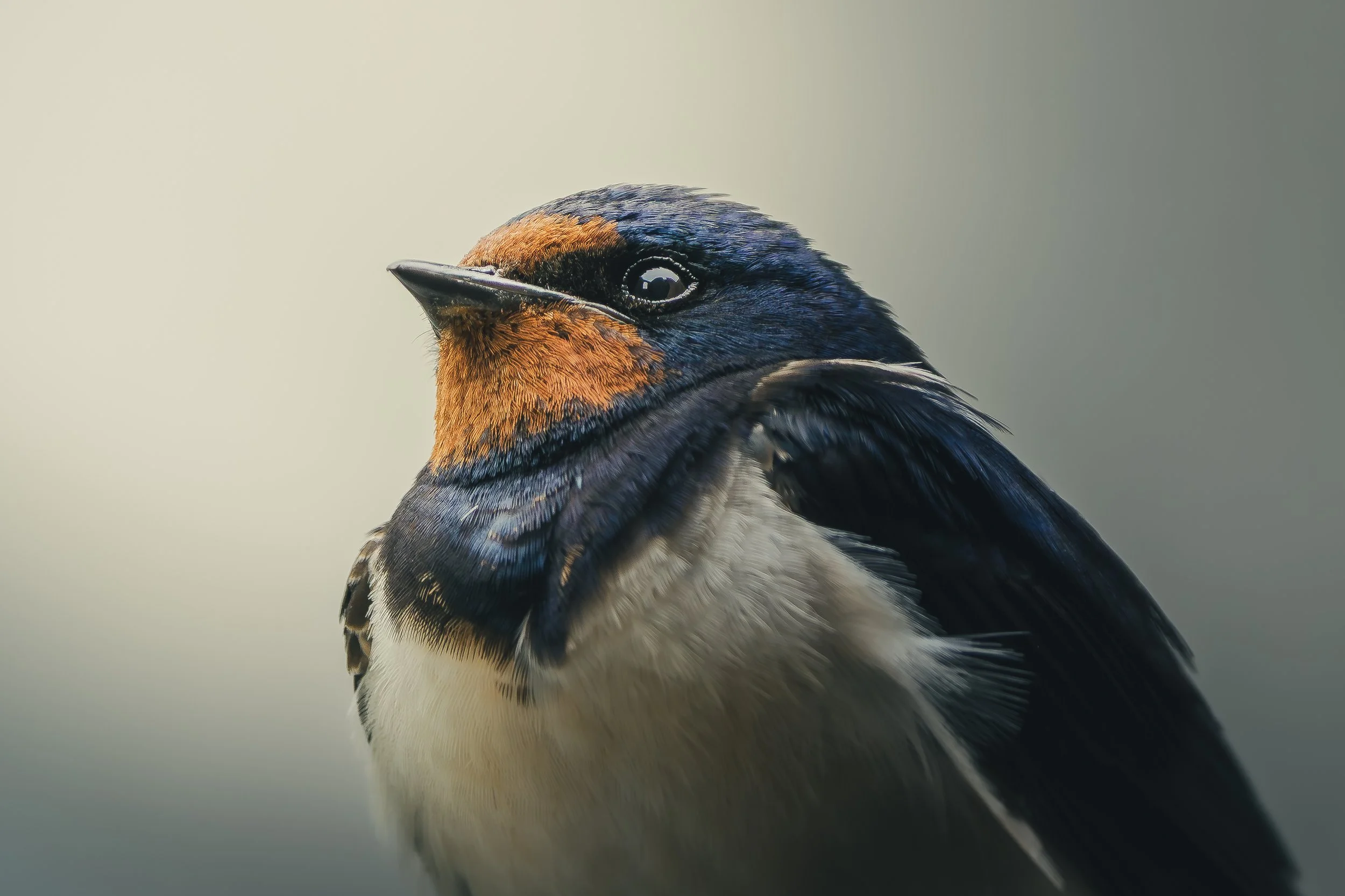 Close-up of a bird with a blue head and upper body, orange coloring on its face and neck, and white underparts, set against a plain background.
