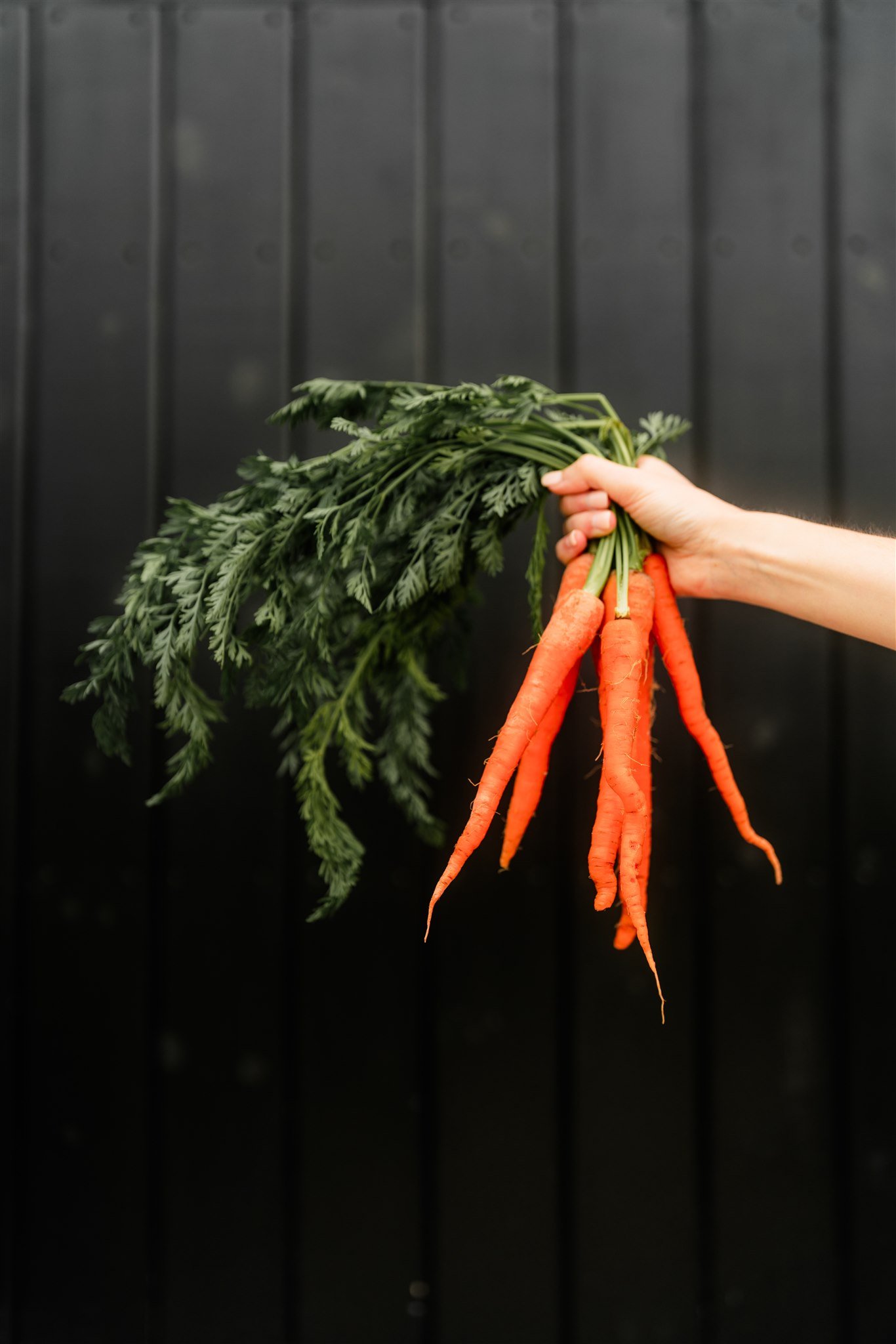 A person holding a bunch of fresh orange carrots with green tops against a dark background.