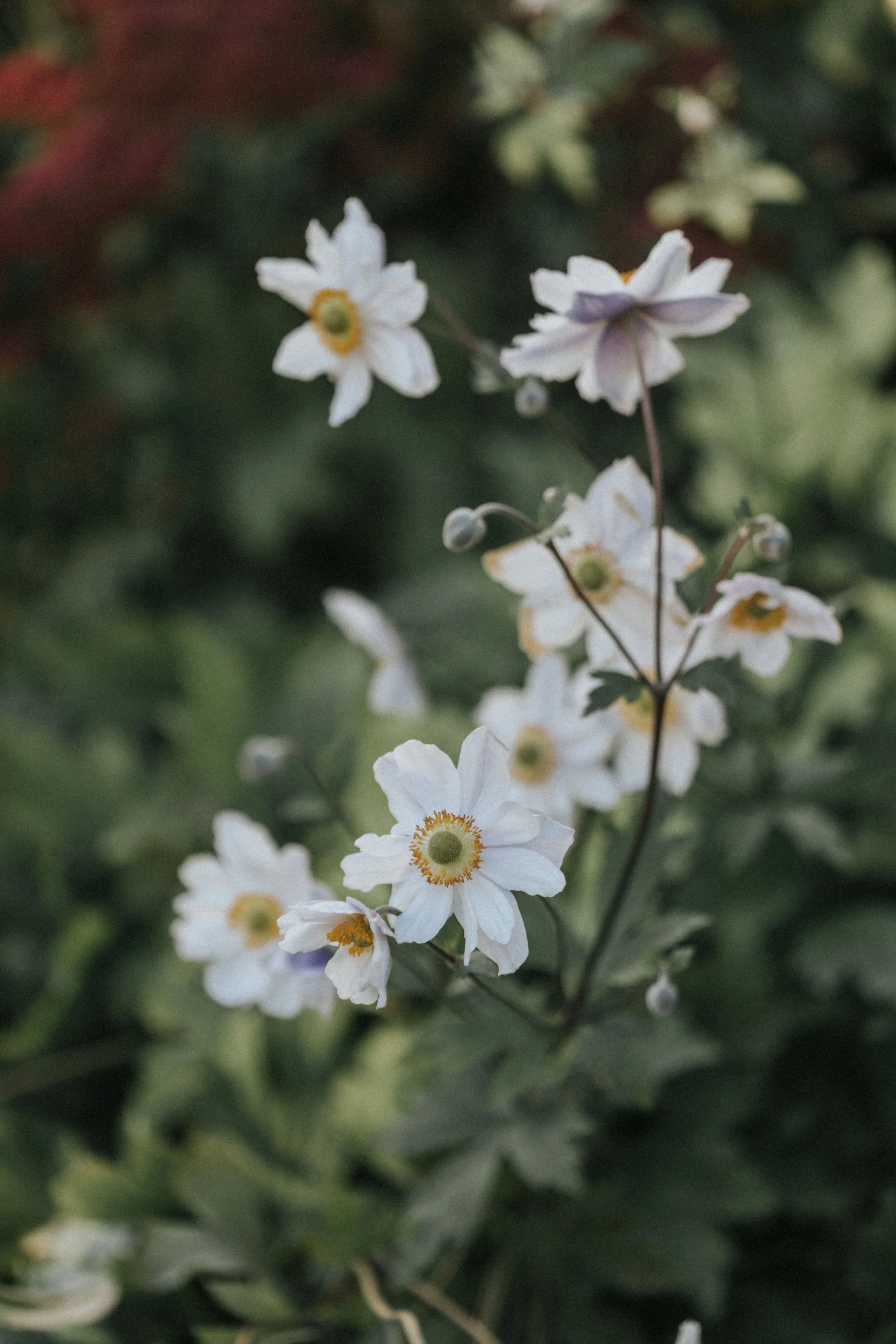 Landscaping at Maine wedding venue