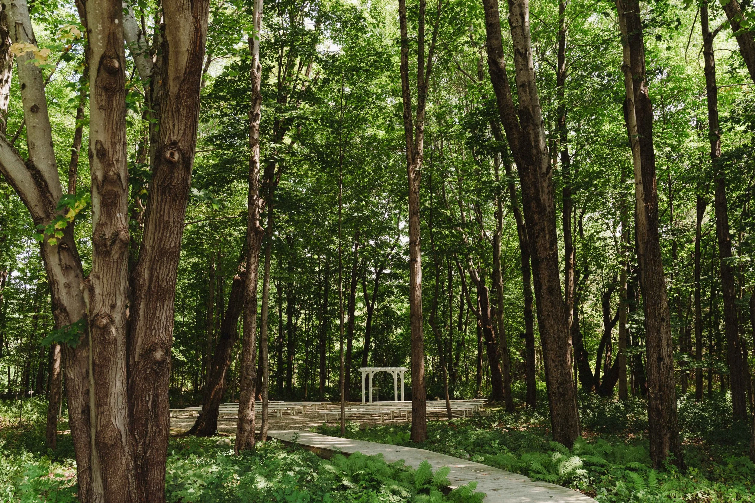 A lush, green forest with tall trees and a winding wooden pathway leading to a small white gazebo or arch in the distance.