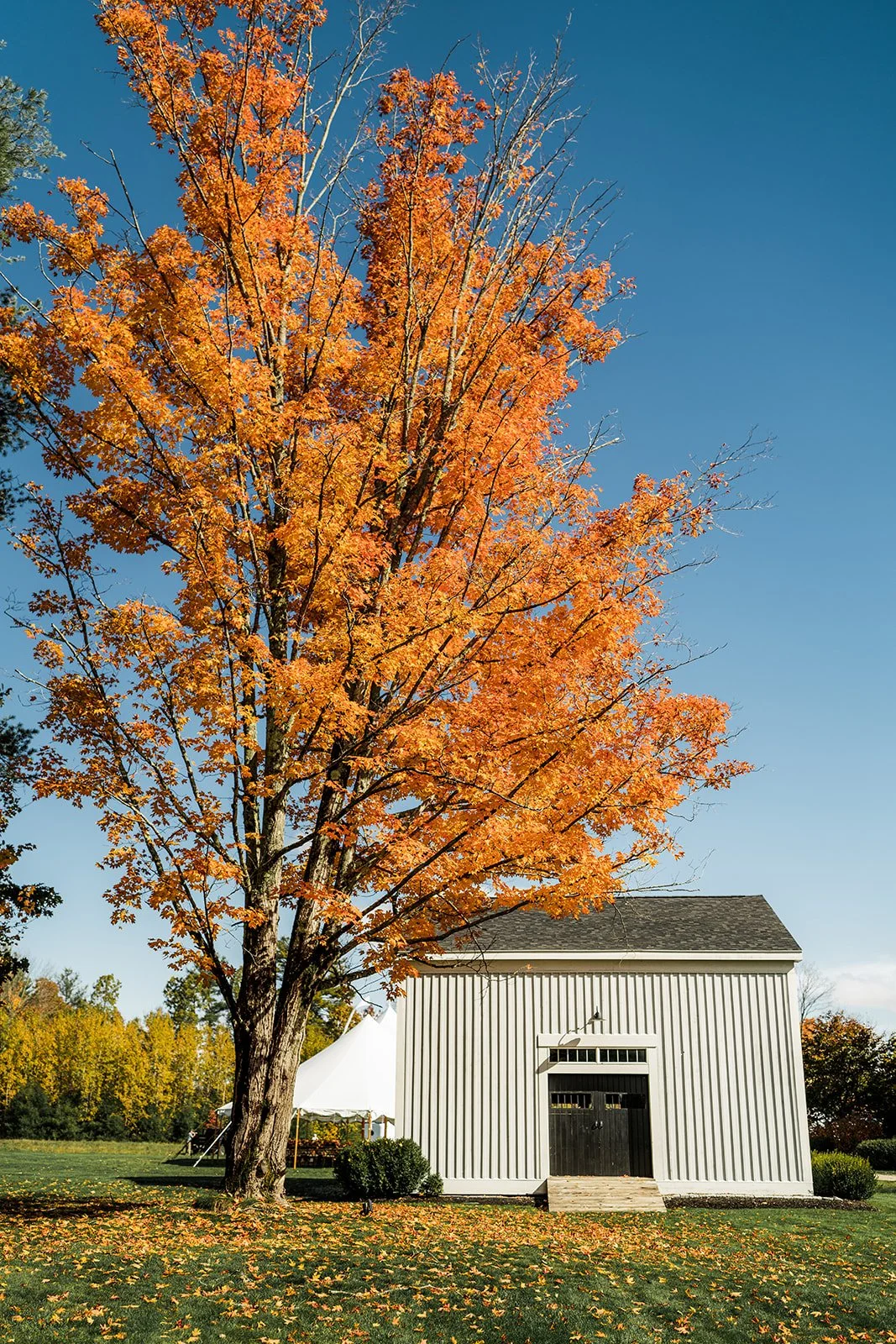An orange fall tree in front of a white barn with black doors and roof shingles, on a grassy field with fallen leaves.
