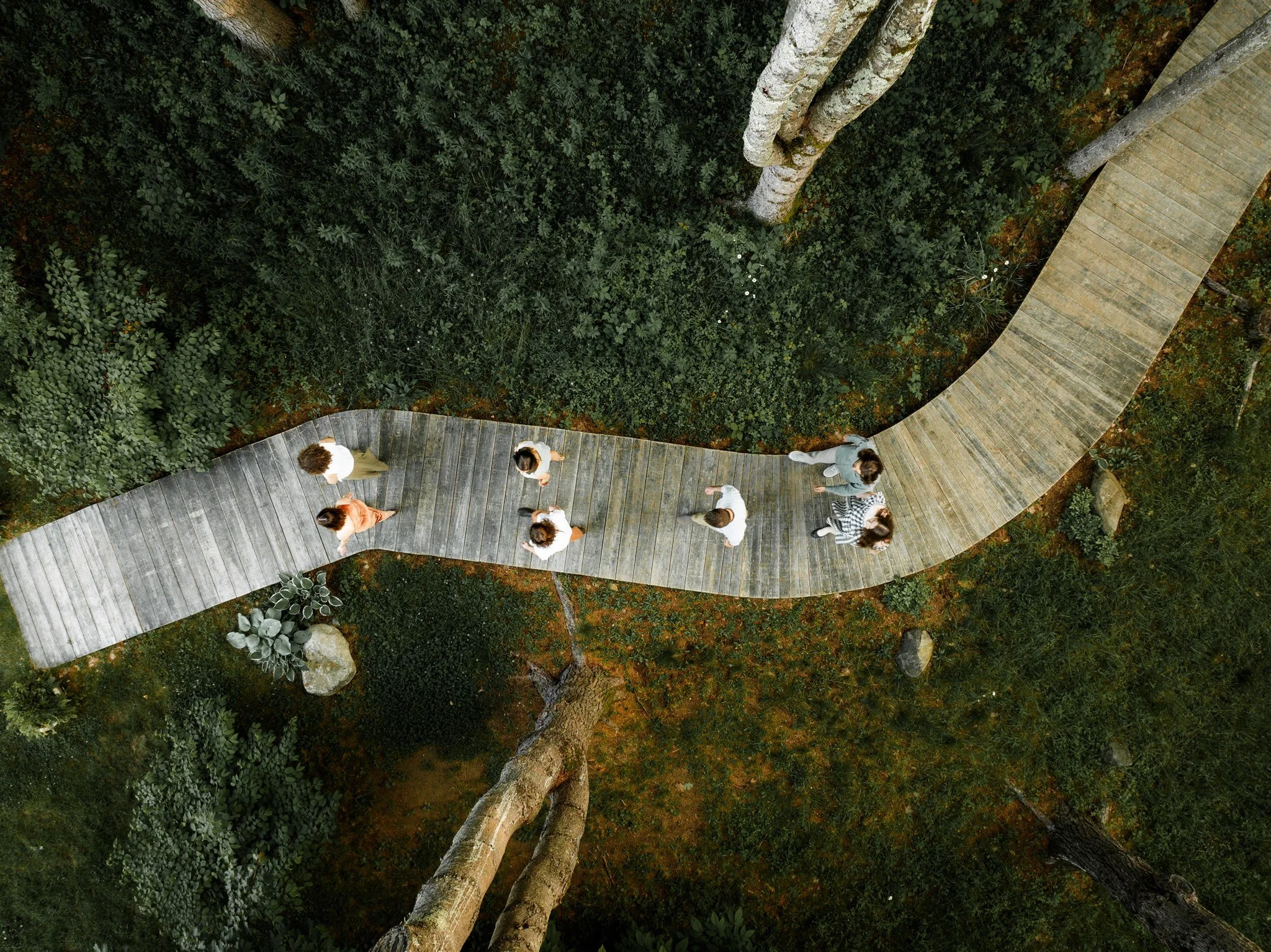 Aerial view of a winding wooden pathway through a lush green forest with eight people walking and talking.