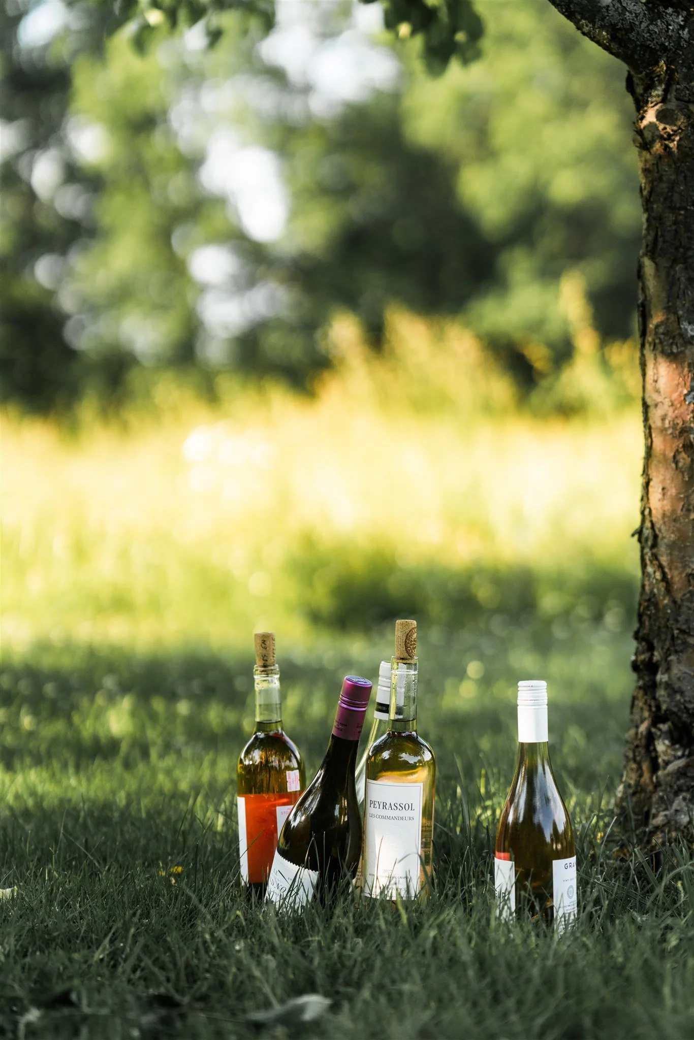 Four bottles of wine placed on green grass near a tree in an outdoor setting, with blurred greenery in the background.