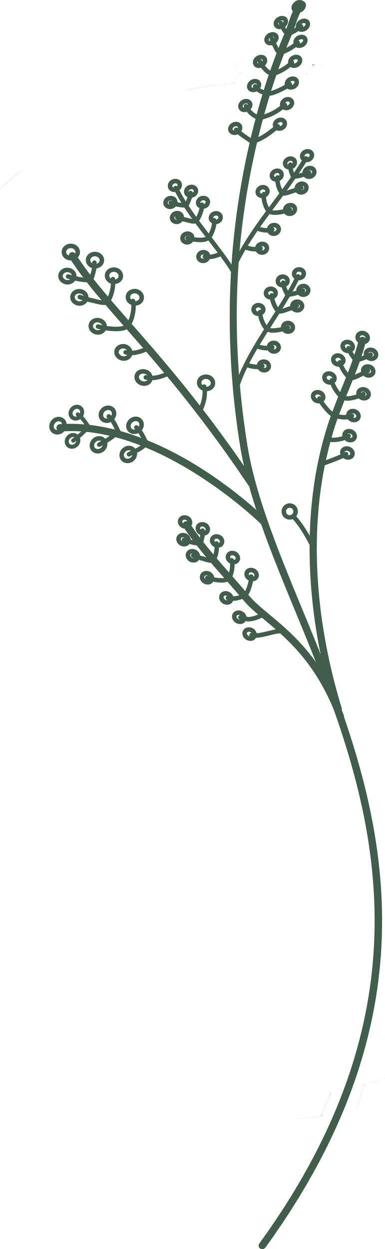 A minimalist illustration of a tall, slender plant with multiple branching stems, each ending in small circular buds or seed pods.