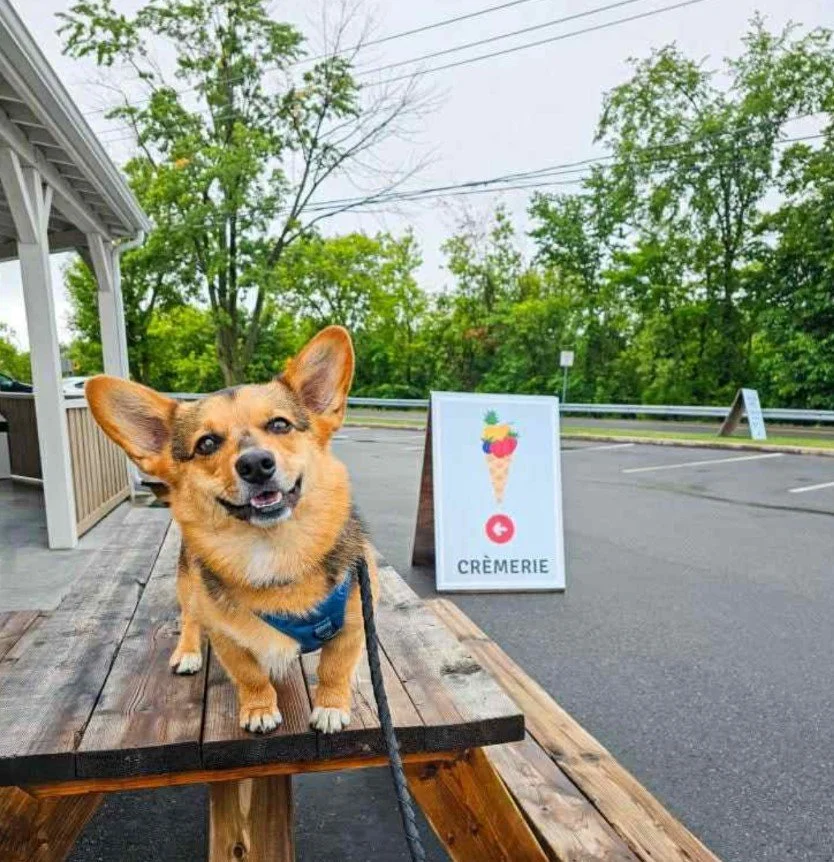 Un chien de petite taille avec de grandes oreilles pointues, portant un harnais bleu, se tient sur une table en bois devant un panneau indicateur avec une glace de crème glacée en icône. Le panneau indique une crème glacée et le mot «Crêmerie». Le dé
