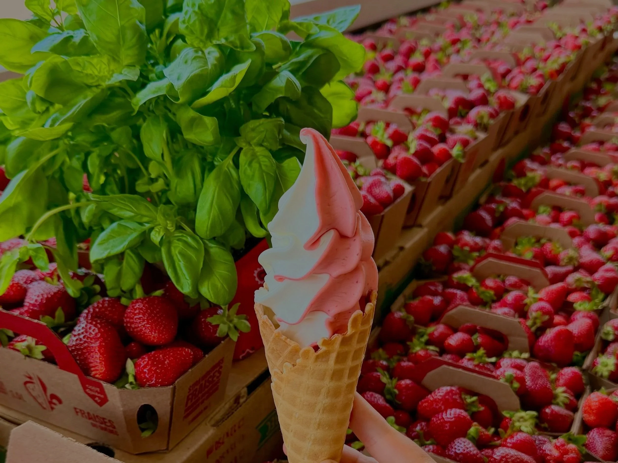 Une main tenant une cornet de glace à la vanille et à la fraise devant un stand de fraises fraîches et de basilic.