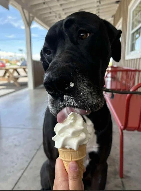 Un chien noir mangeant de la glace à la crème dans un cône.