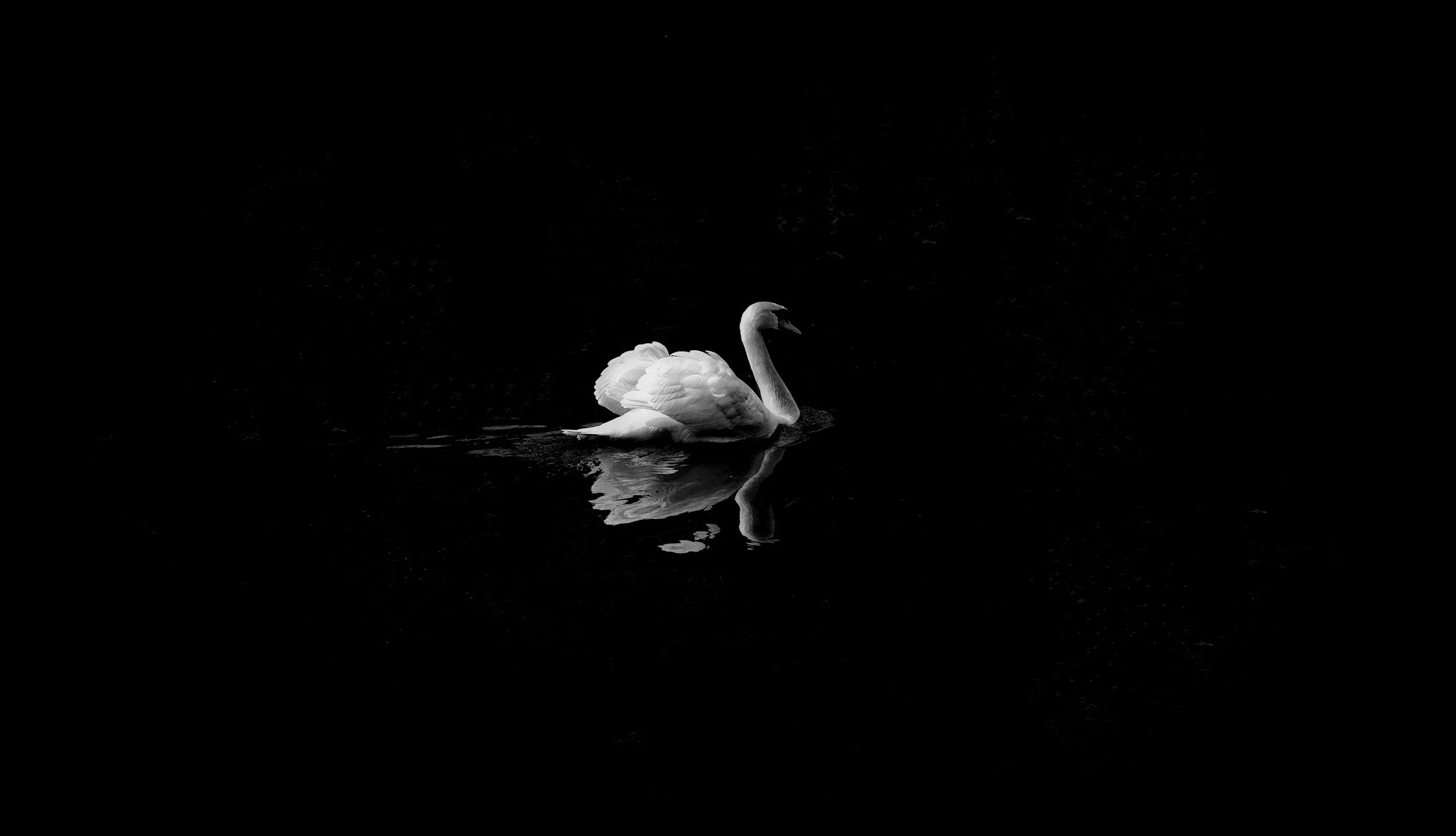 A white swan swimming on dark water with its reflection visible.