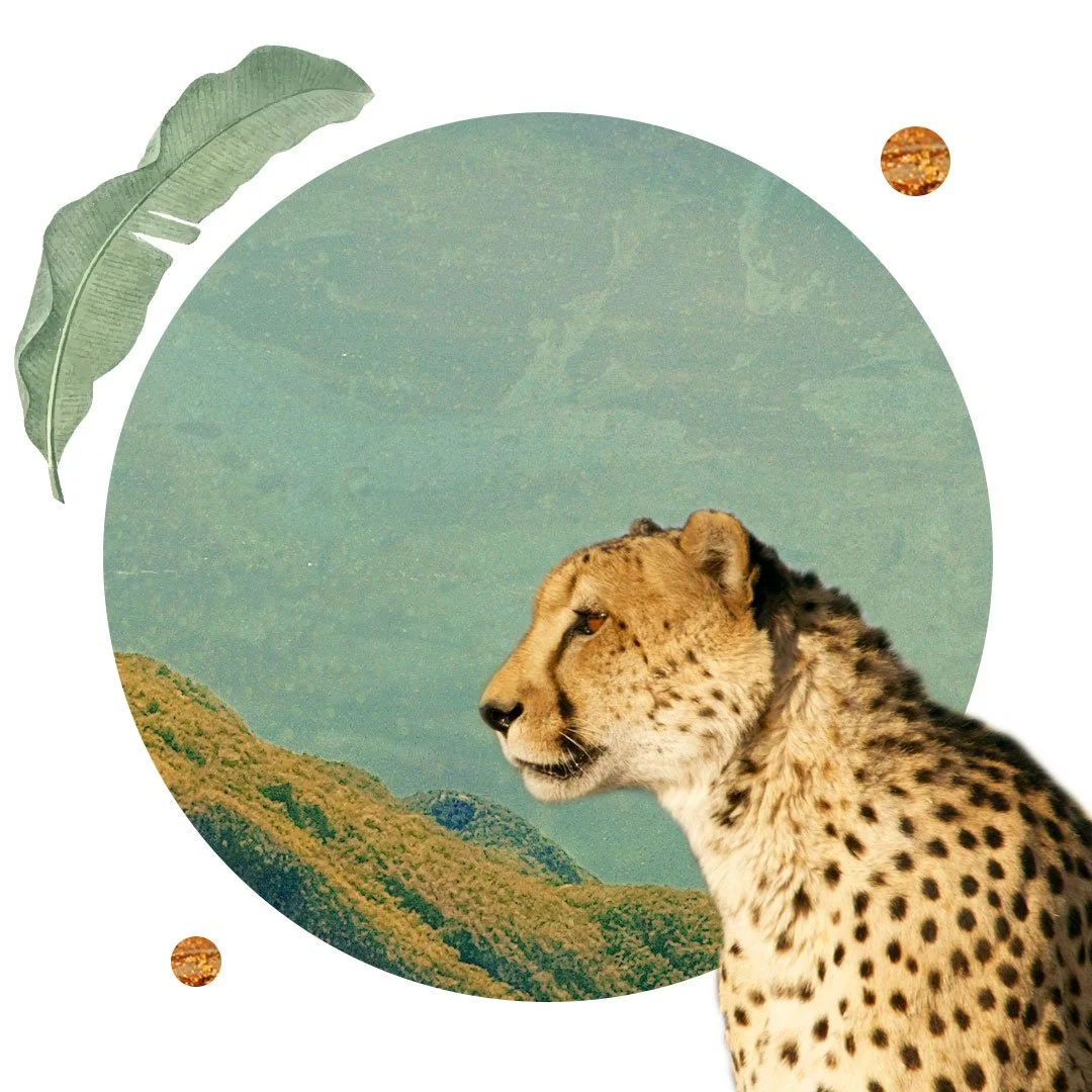 ANCESTRAL COMPLEMENTO 01