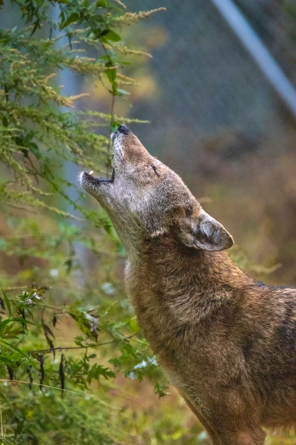 Howling red wolf