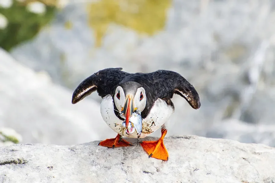 Puffin fish in mouth