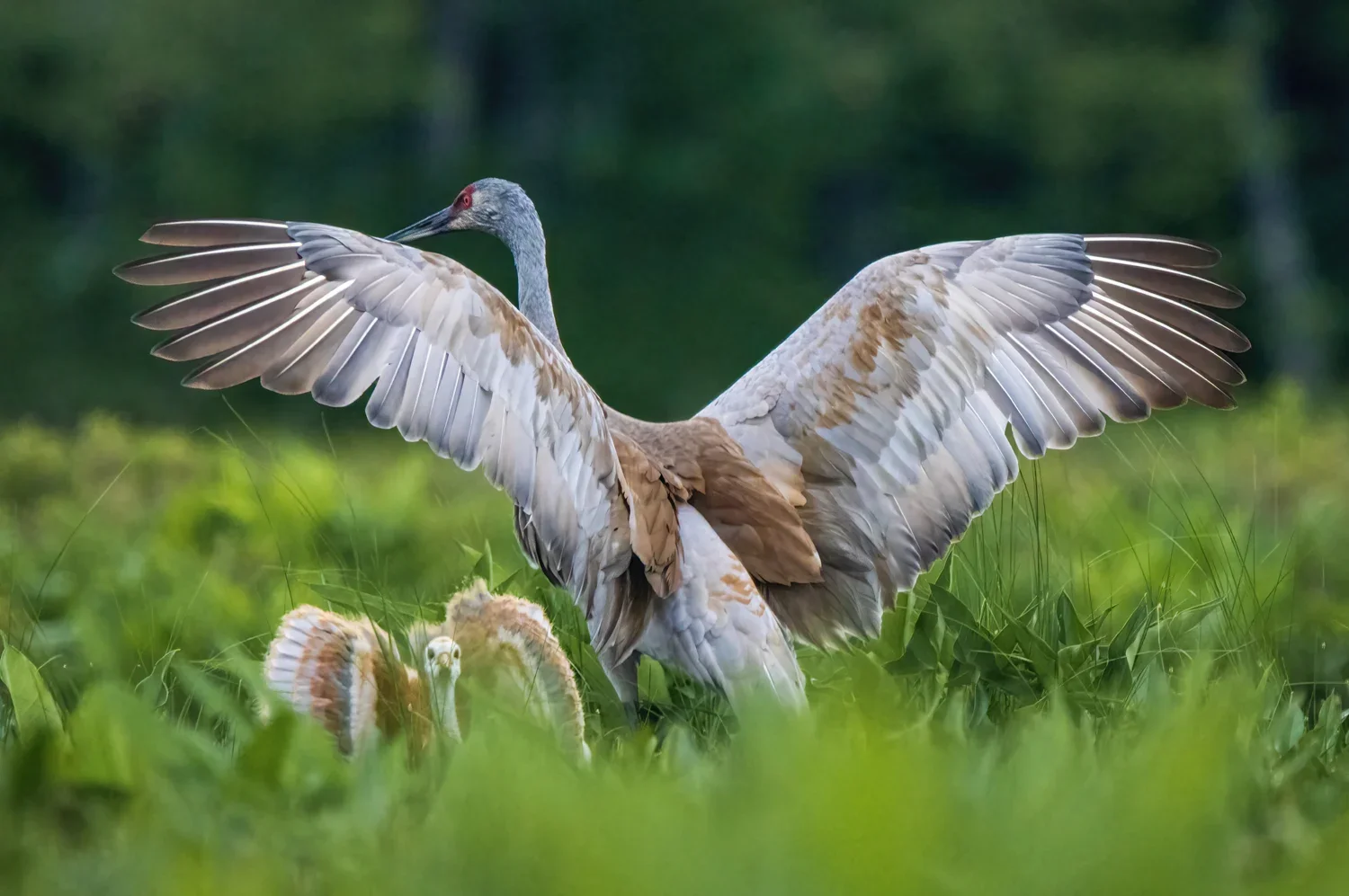 A large crane, standing with wings spread wide, surrounded by green grass and blurred background, with a small bird looking at it.