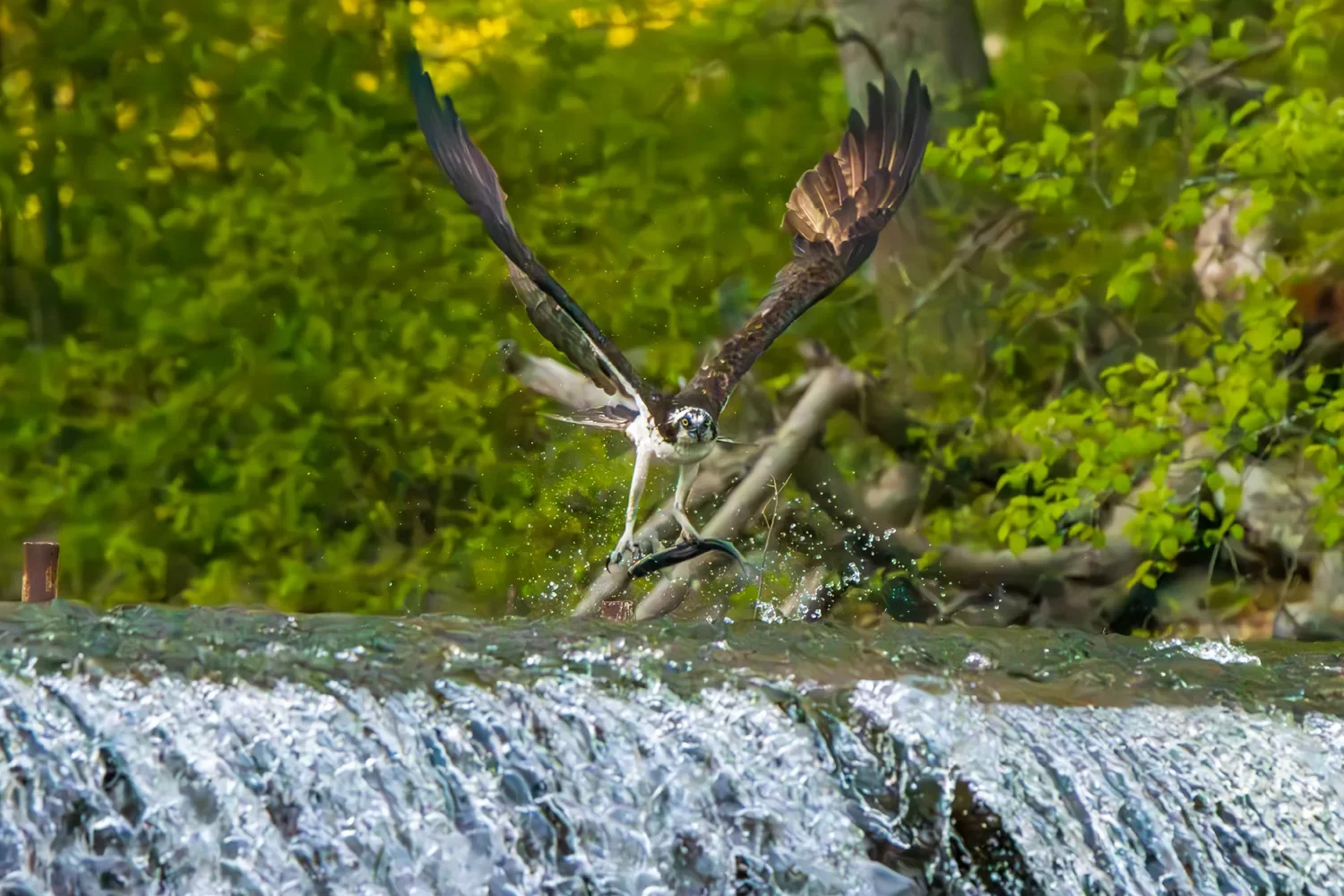 Osprey hunting