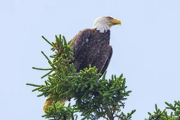 Bald eagle