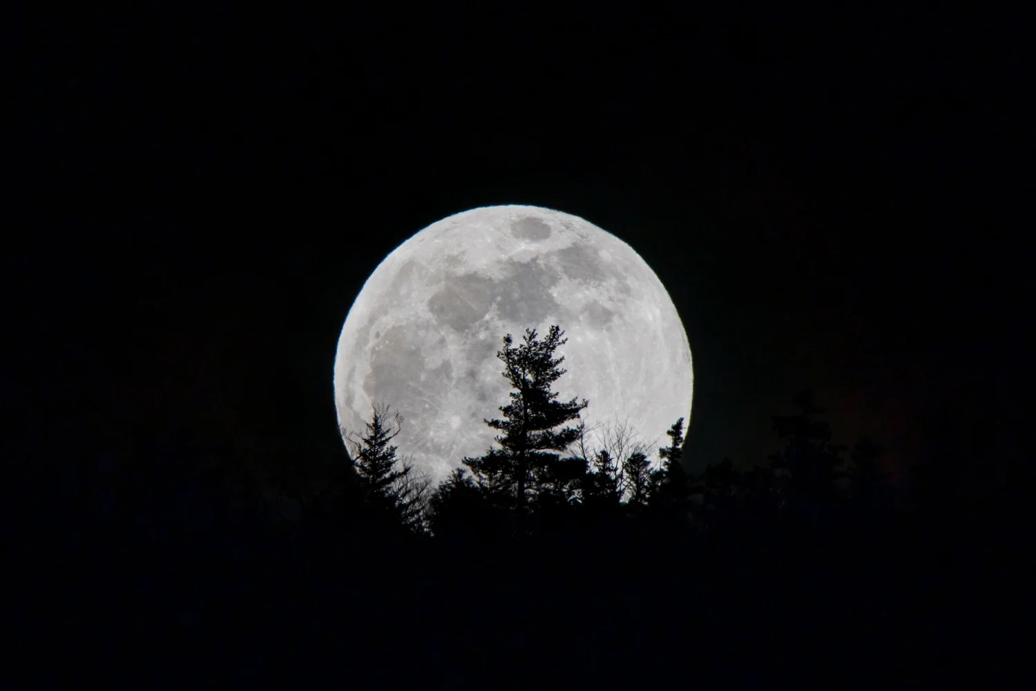 Evergreens and full moon