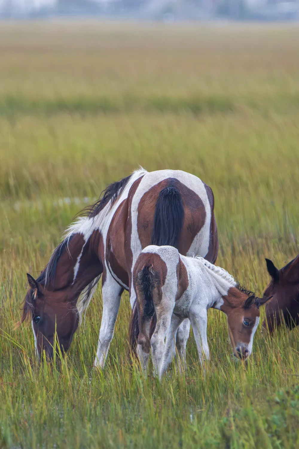 Horse family dinner