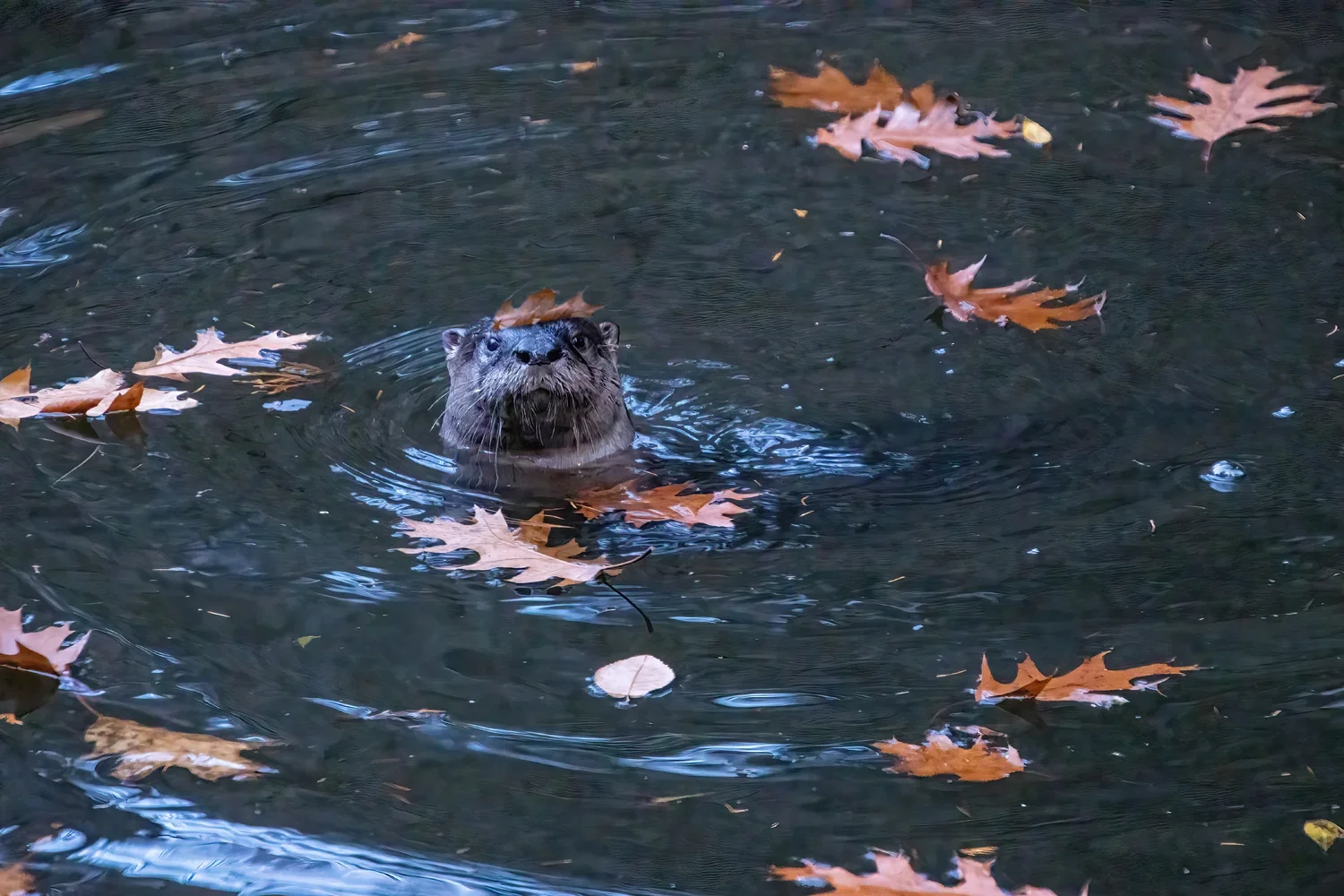 Otter with a hat