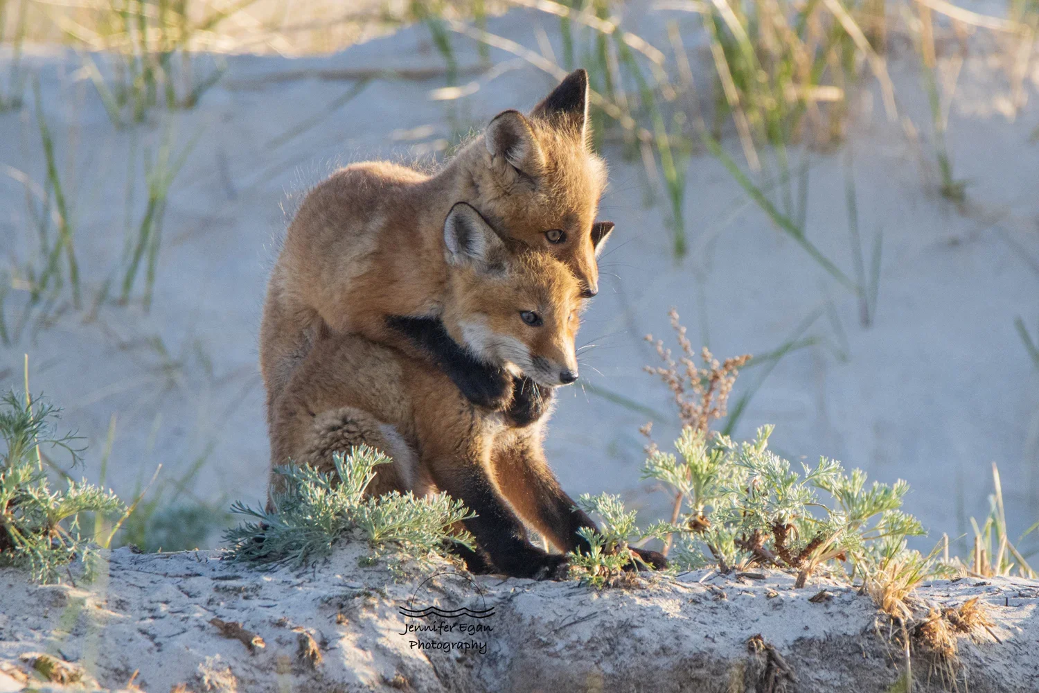 Fox sibling love