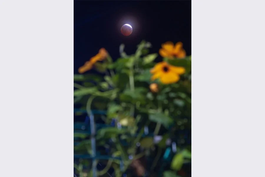 Eclipse over Flowers