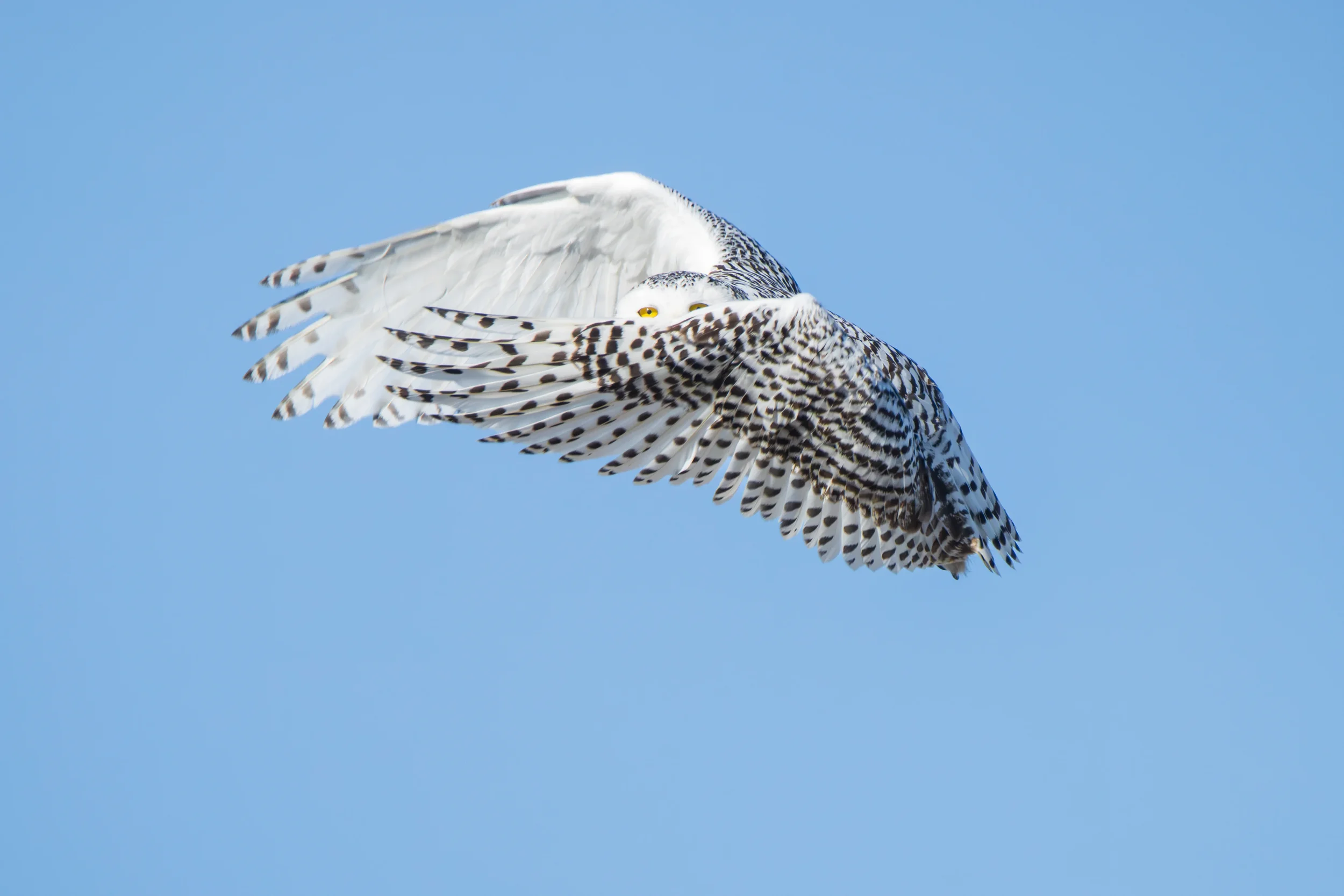 Snowy Owl
