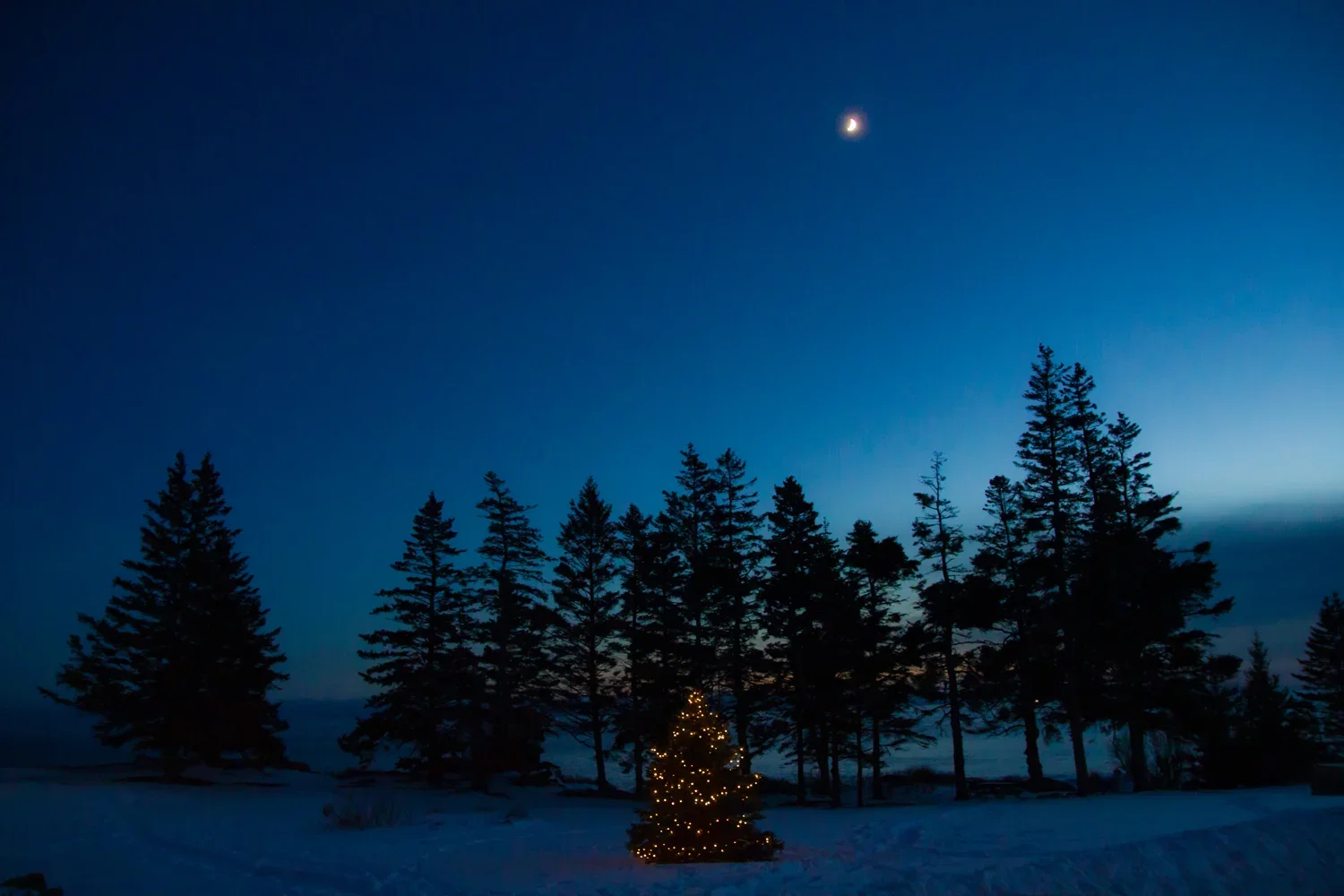 Nighttime scene of snow-covered ground with a small Christmas tree decorated with lights, surrounded by tall pine trees under a dark blue sky with visible moon.