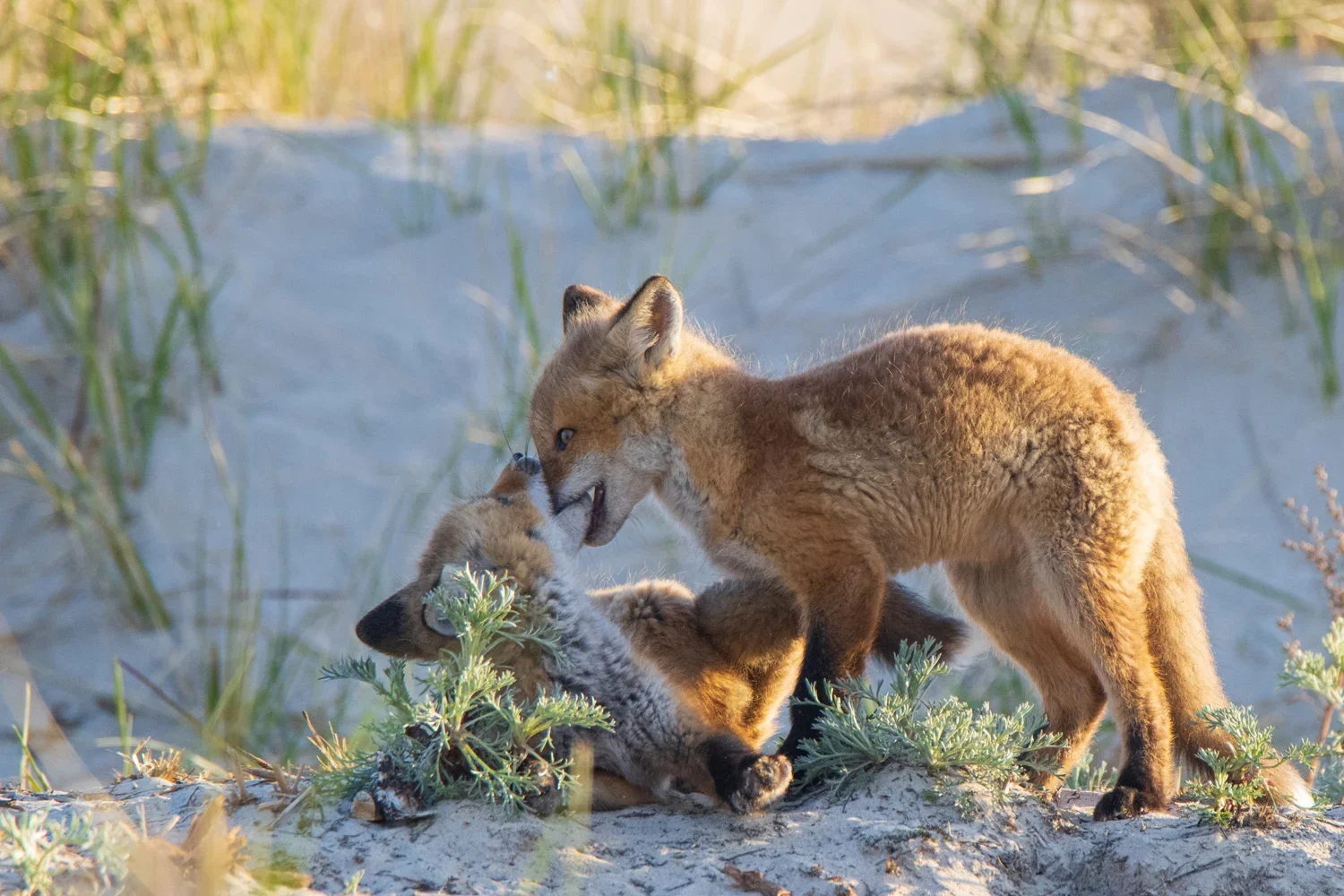 Fox babies playing