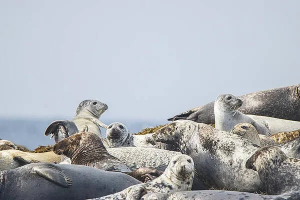 Seal party