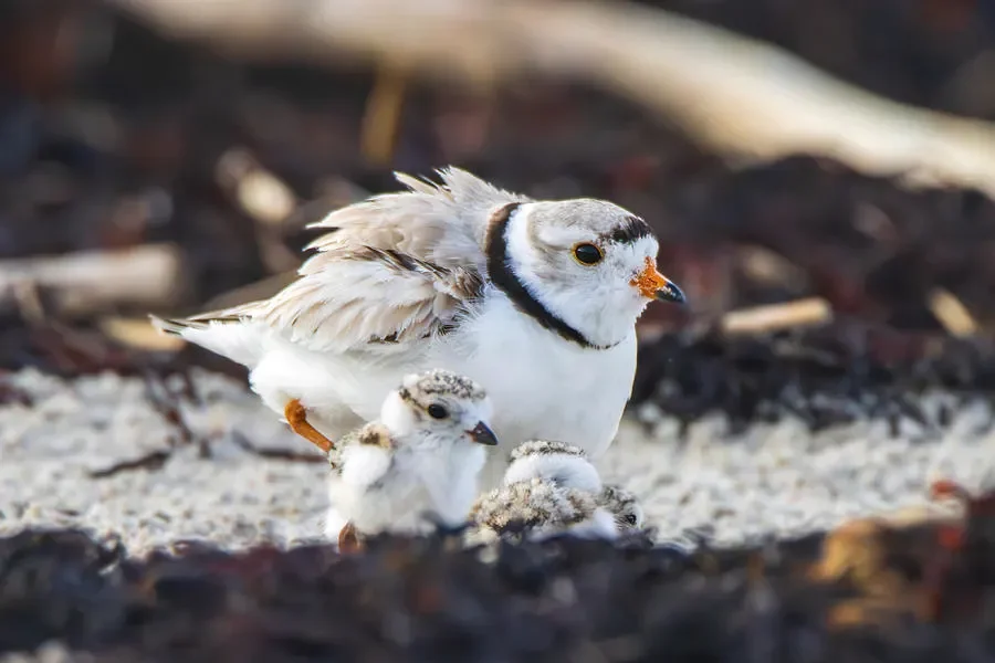 Plover family