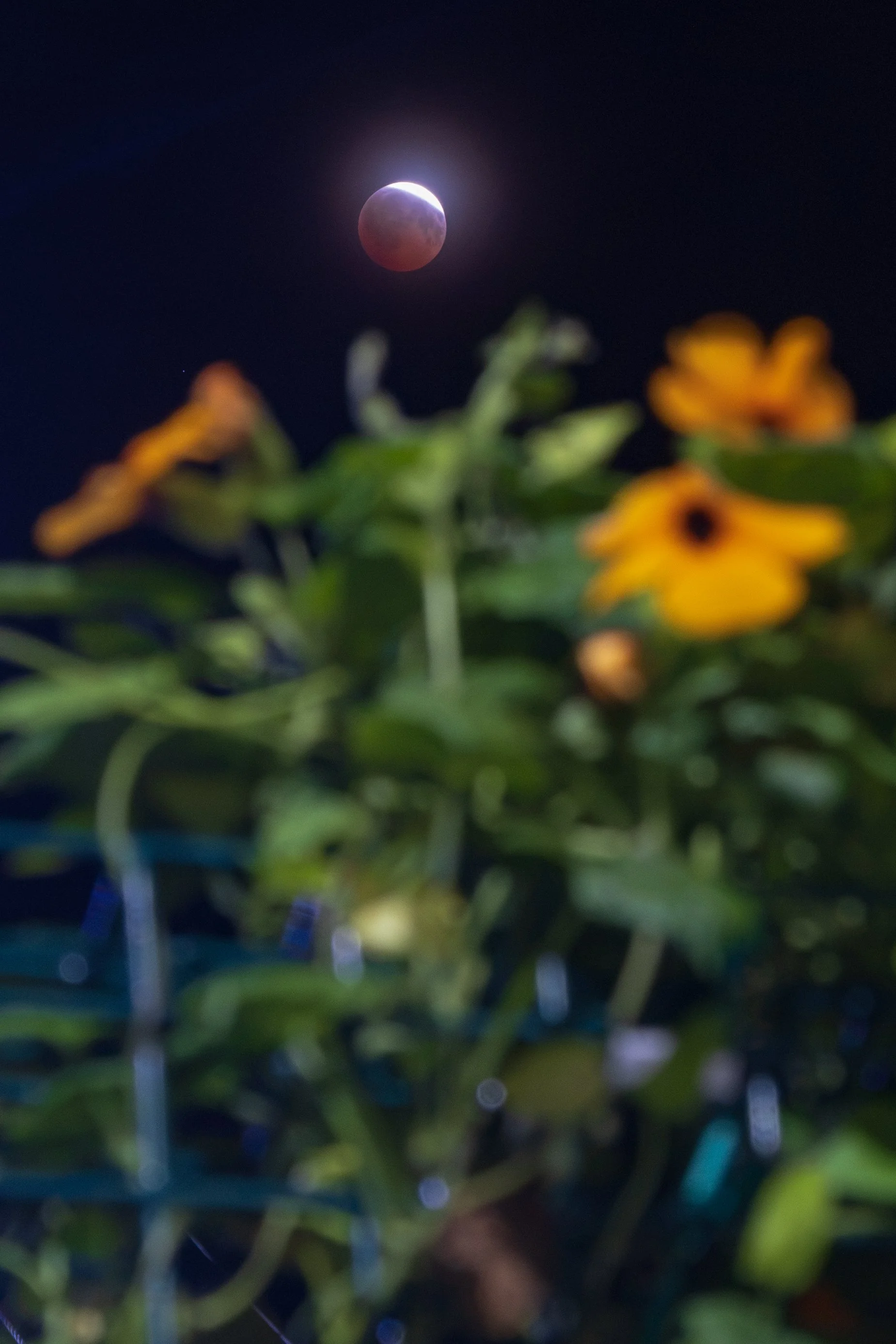 Eclipse Over Flowers 2026